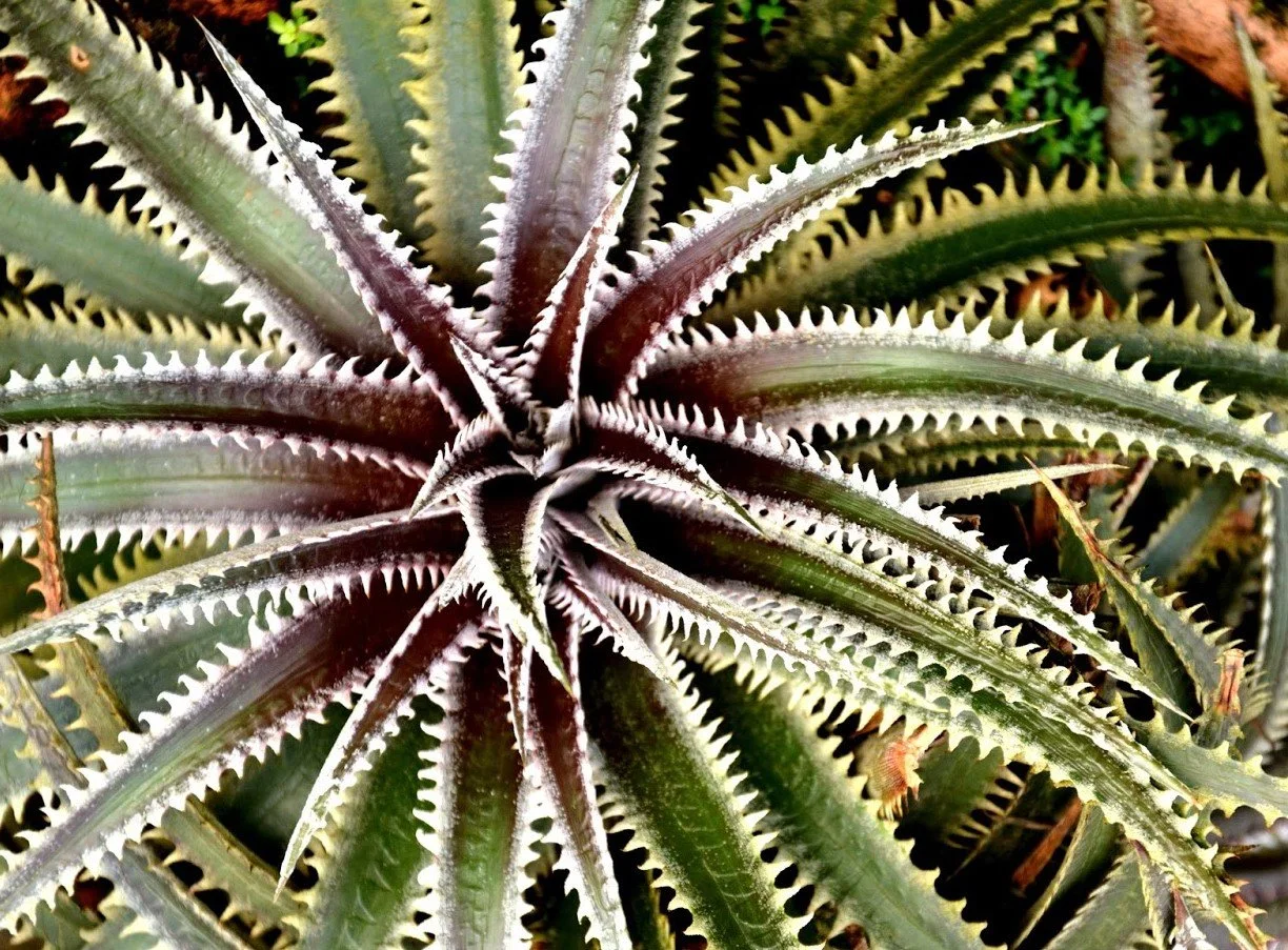 Dyckia keswick - 10 seeds — rareplant