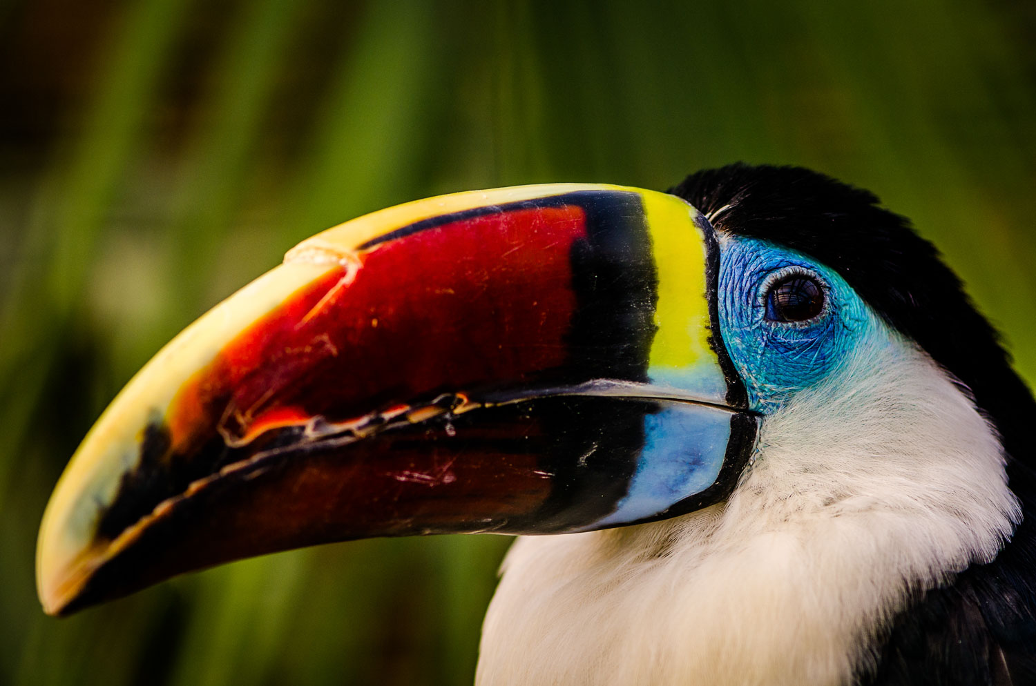 Colorful Tucan
