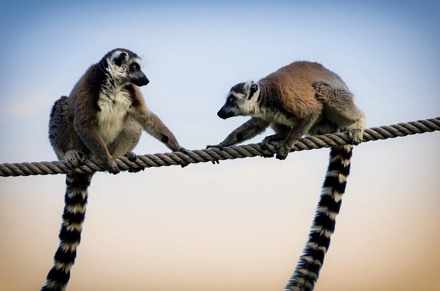 Lemurs on Rope