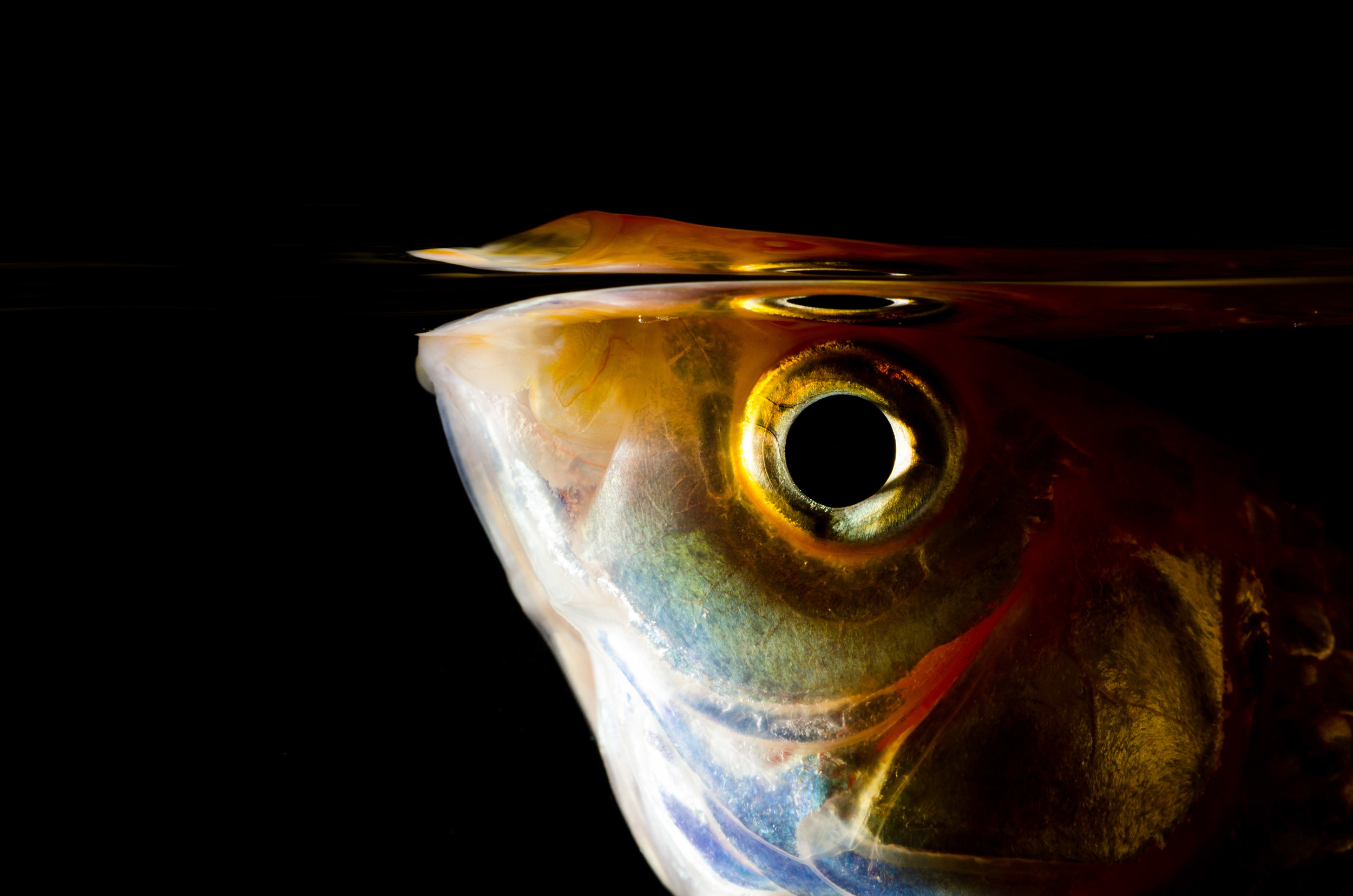 Goldfish