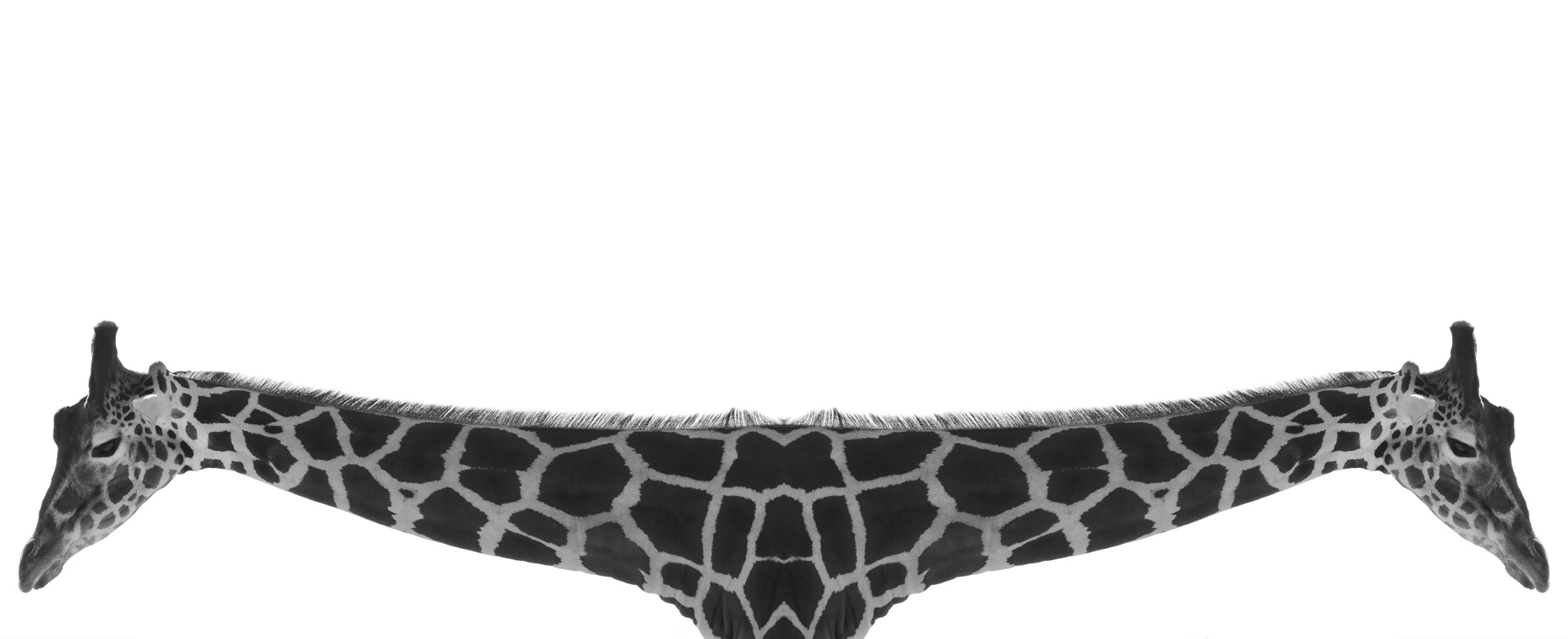 giraffe 10 wide.jpg