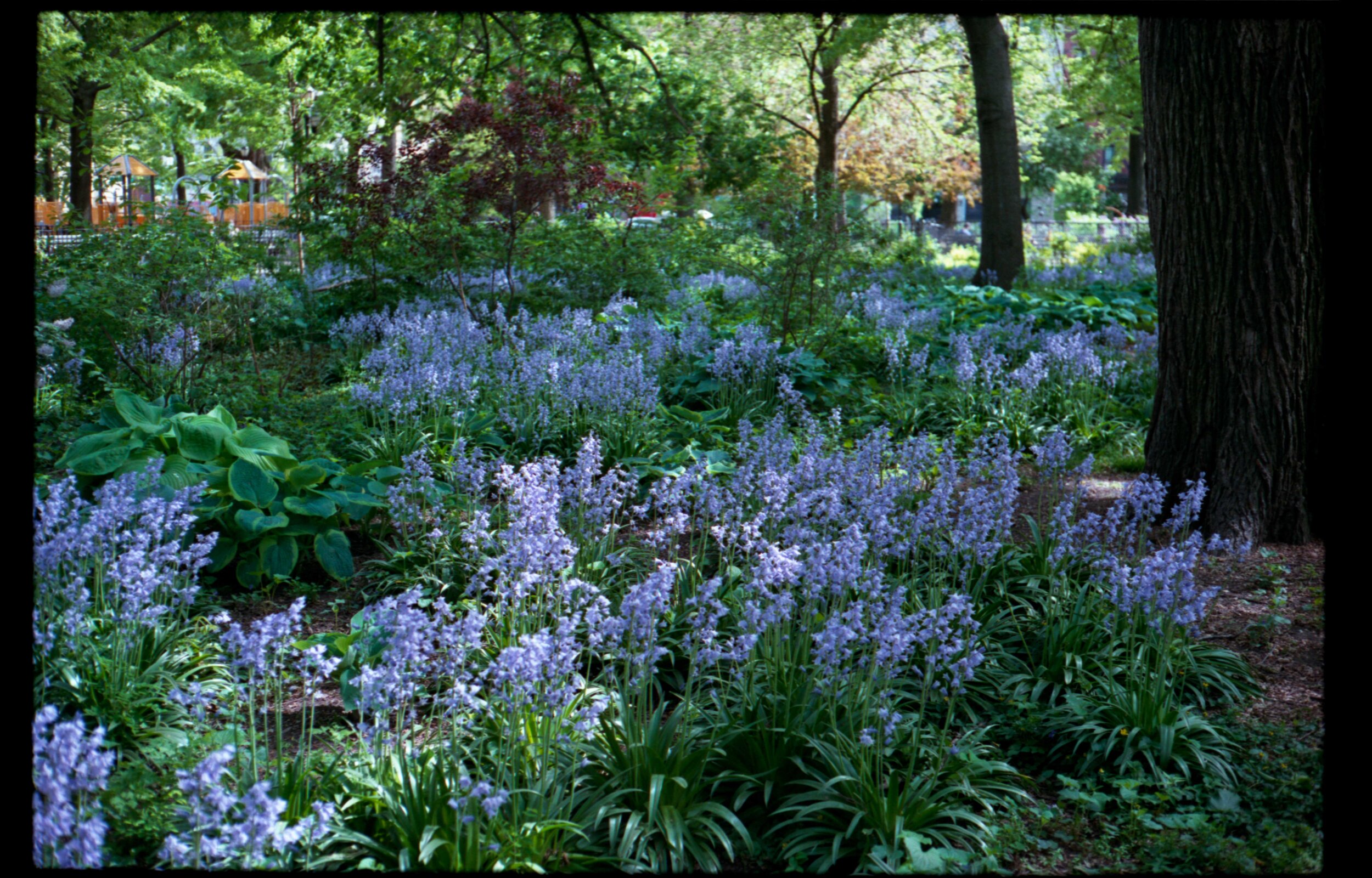 TompkinsSquarePark_2.jpg