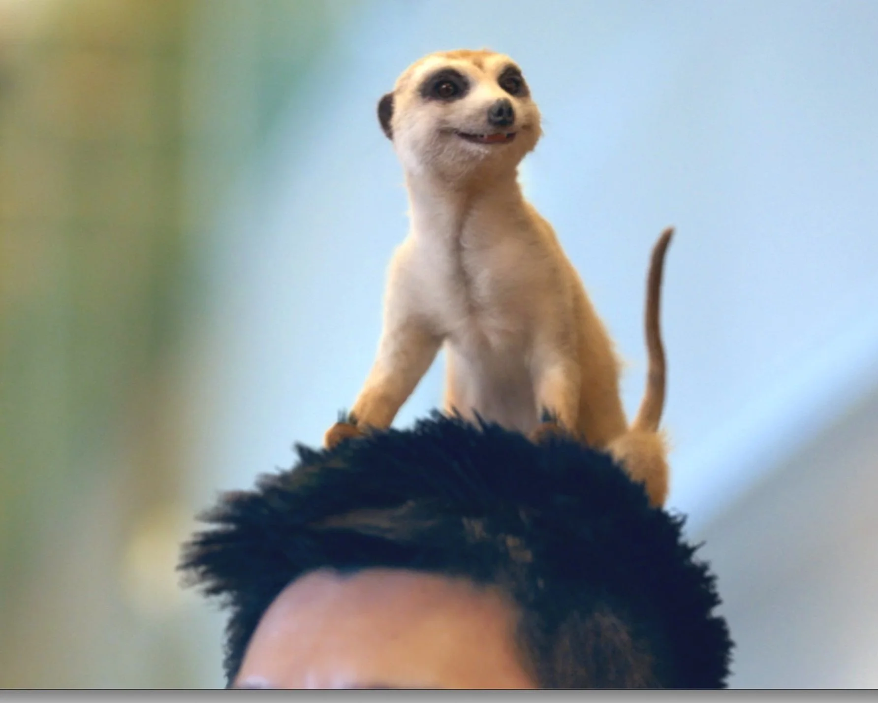 iCHANGI MEERKAT 👀