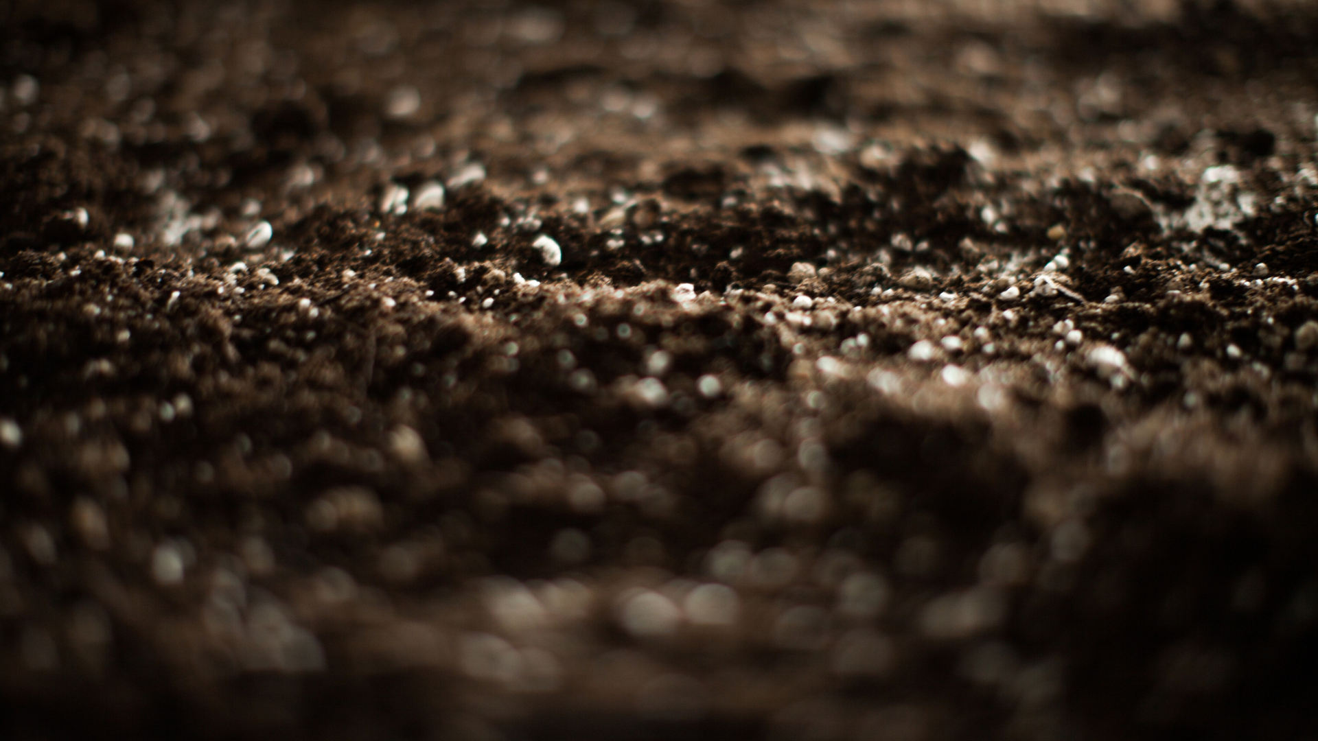 Close-up of dark, rich tilled soil in soft light