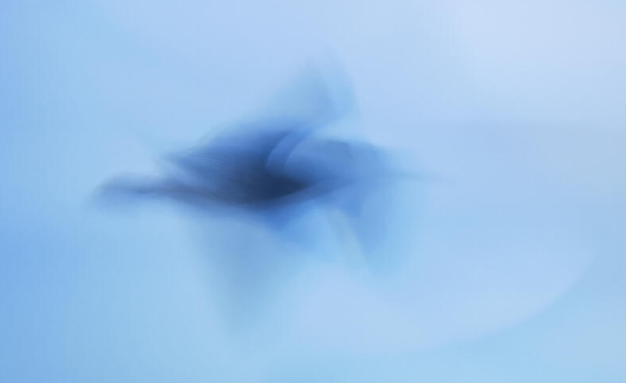 A bird in flight captured with heavy motion blur against a soft blue background.