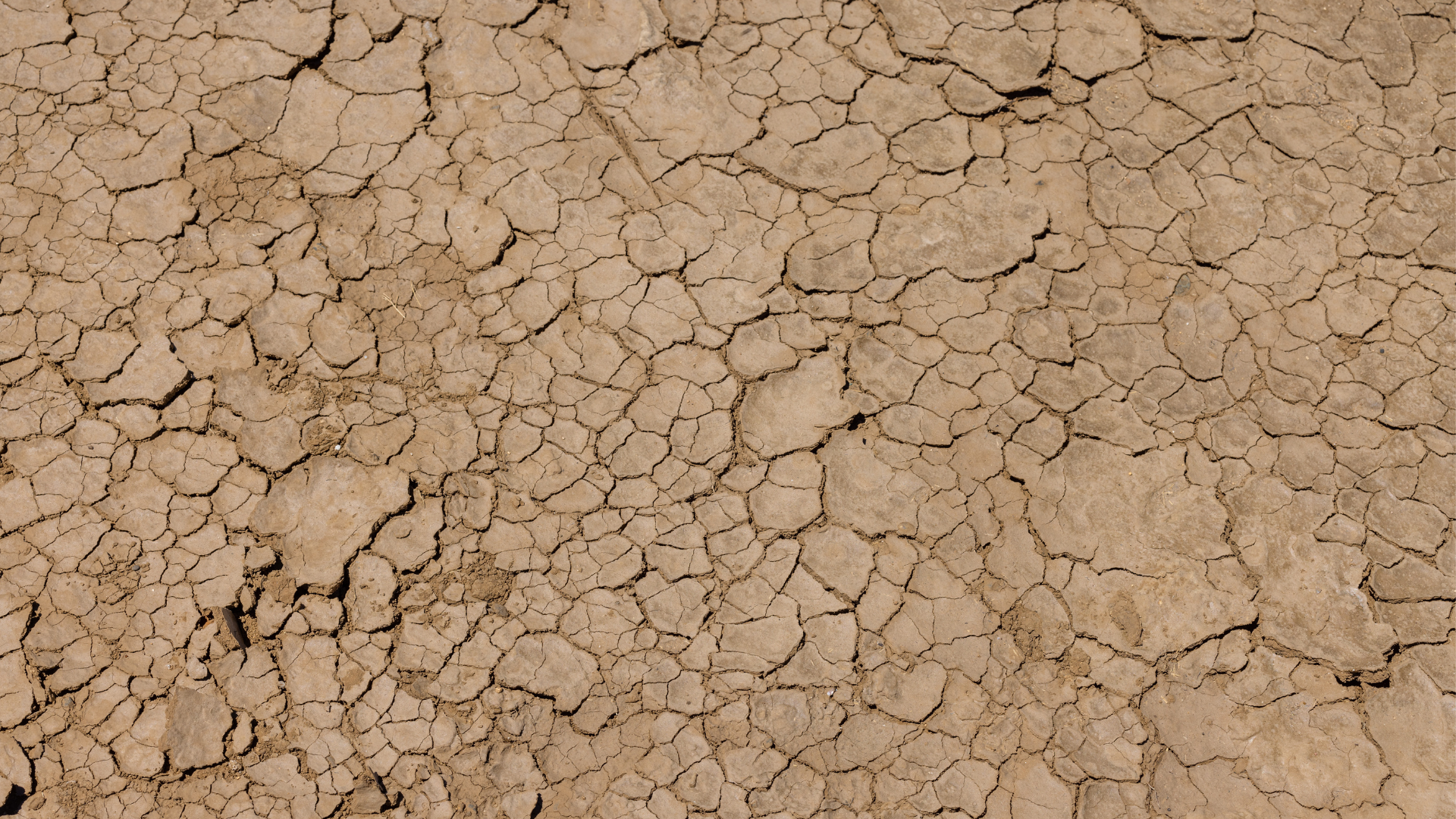 Dry, cracked brown earth parched by drought