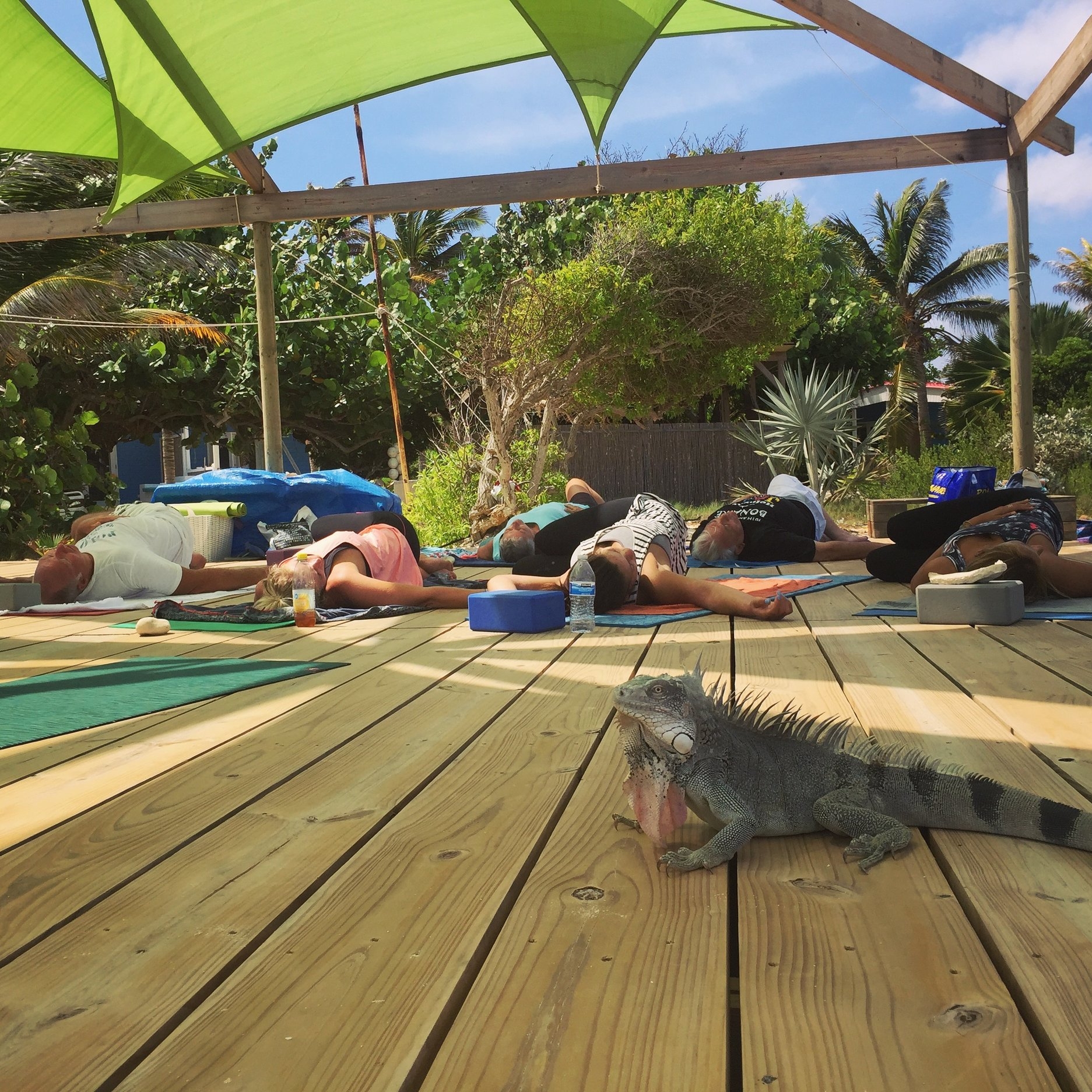 Iguana on yoga deck, Yoga in paradise, Yoga at ocean (Copy)