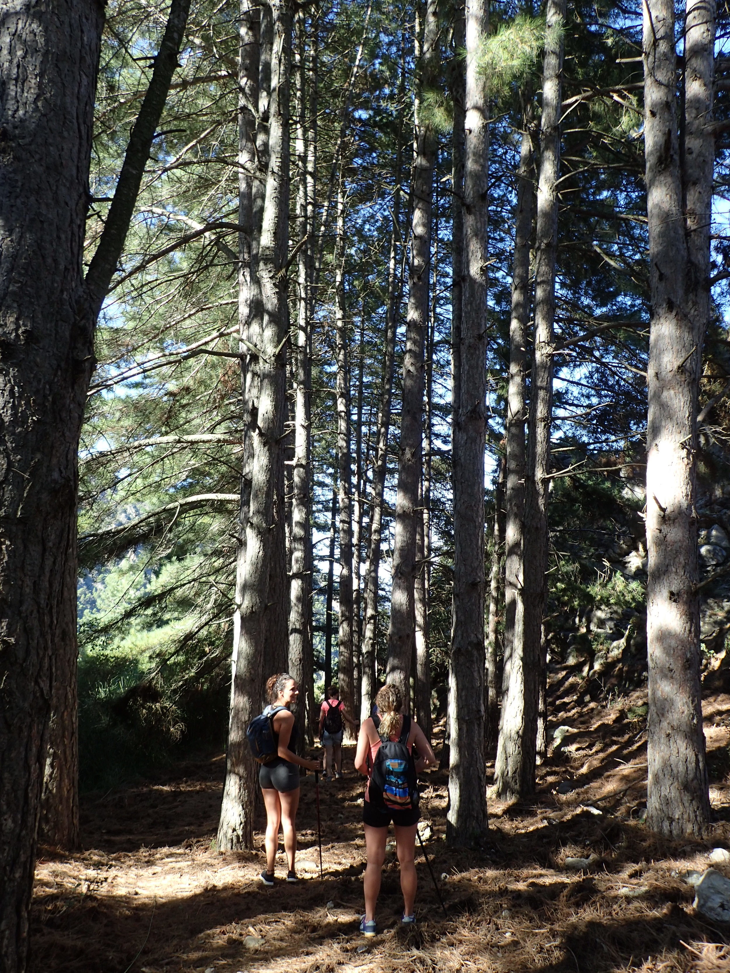 Hiking under the trees at Yin Yang Yoga retreat in the Malaga mountains in Spain with Jane Bakx Yoga (Copy)