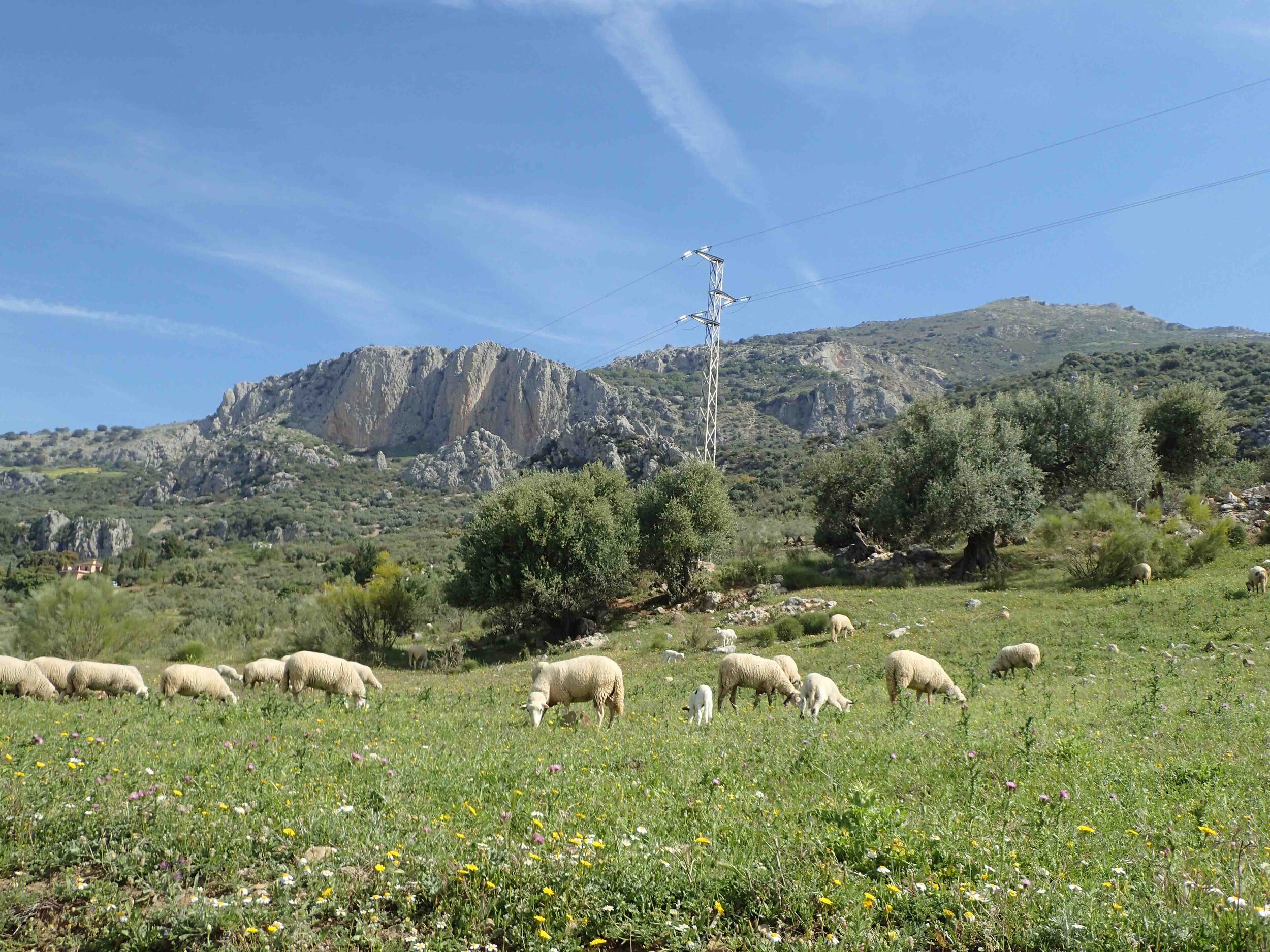 Sheep at Yin Yang Yoga retreat in the Malaga mountains in Spain with Jane Bakx Yoga (Copy)