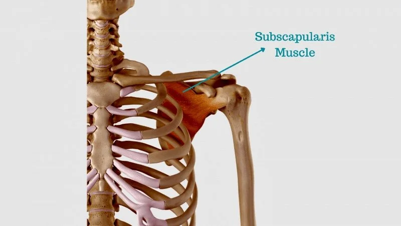 The Subscapularis… The Underrated Rotator Cuff Hero