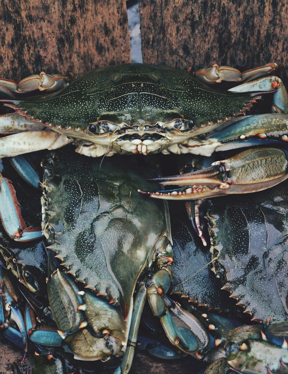 crabs-tall.jpg