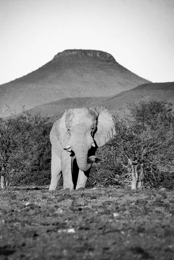 Peaceful Warrior.jpg