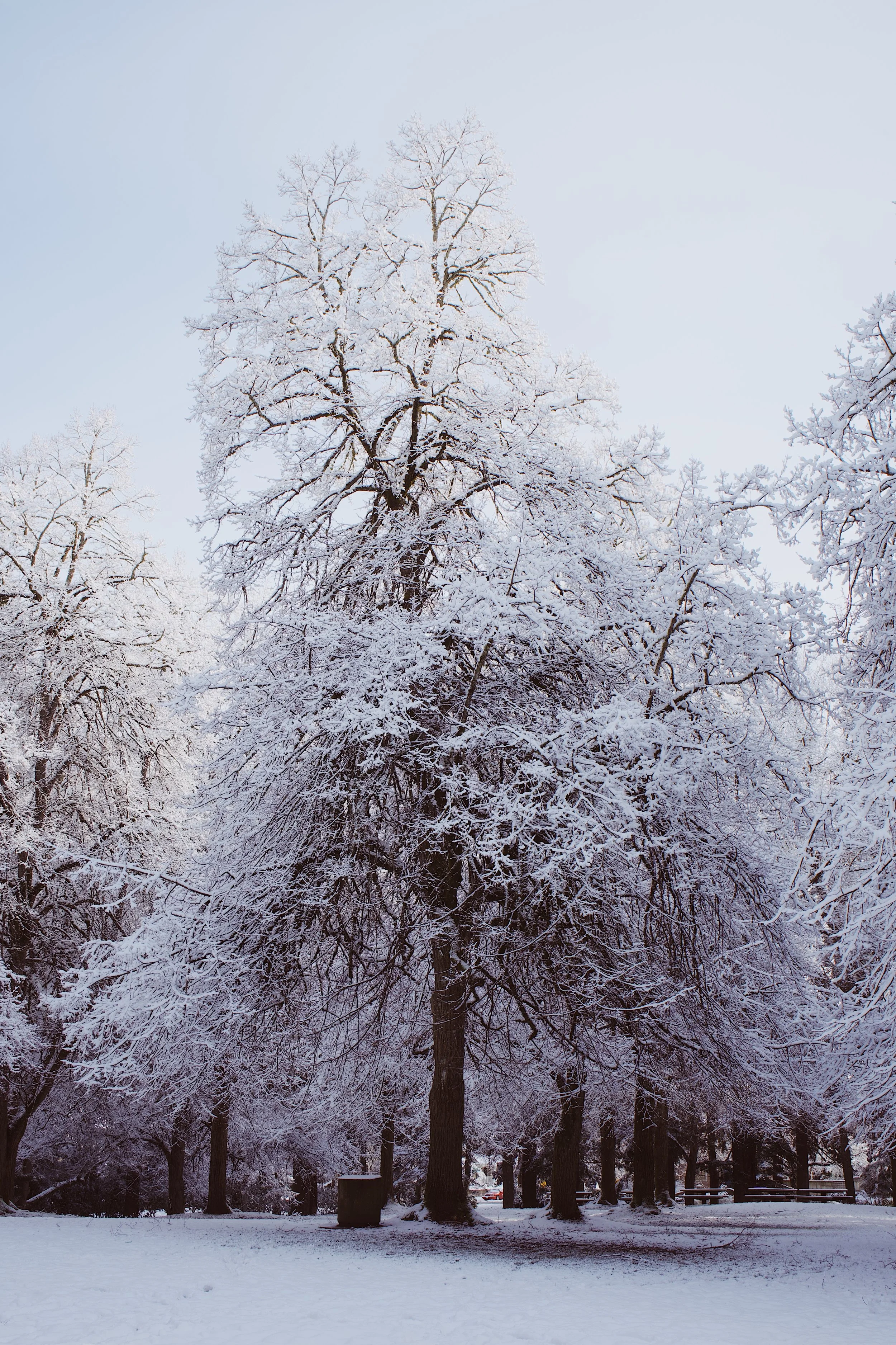 Snow Trees