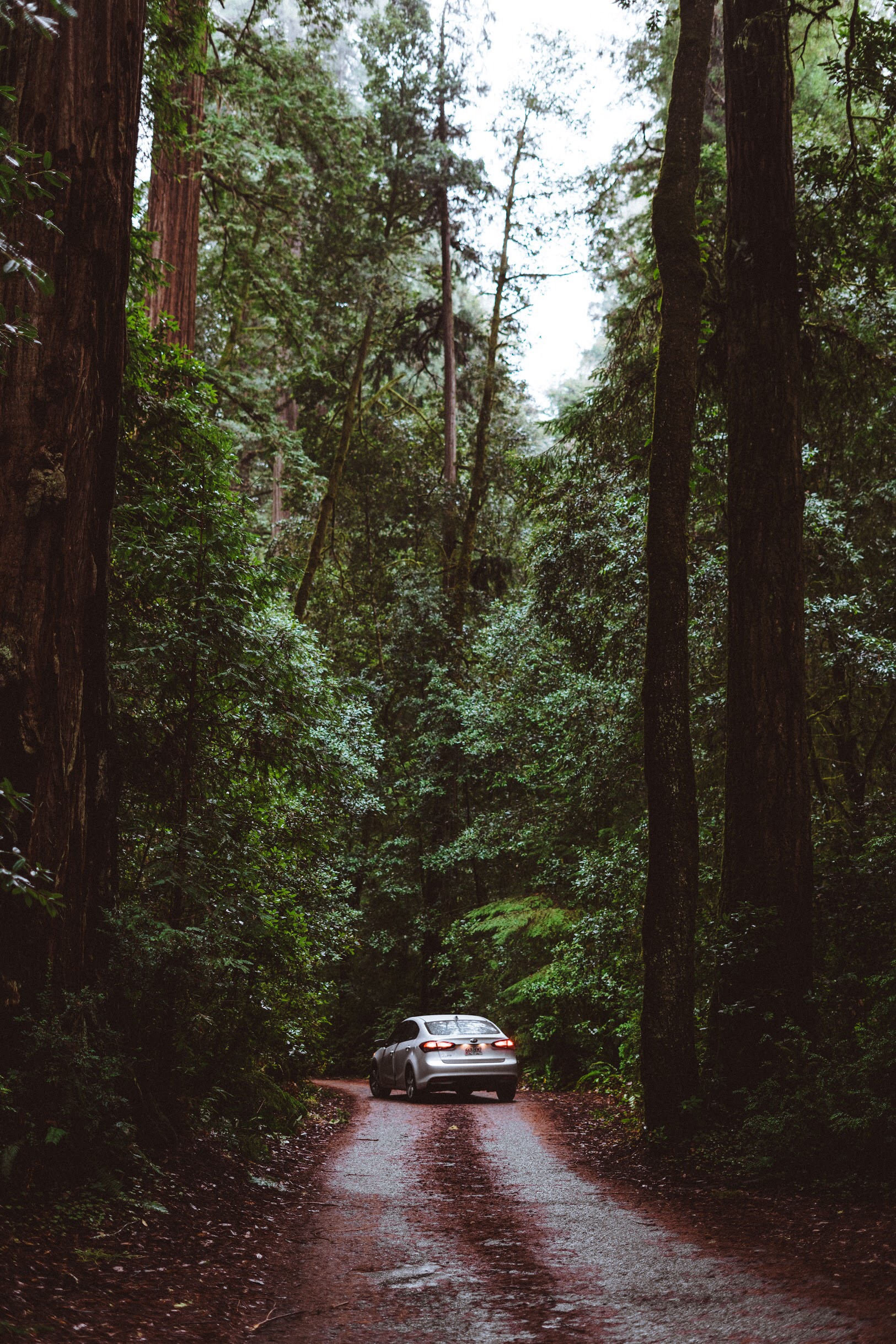 Jedediah Smith Redwoods State Park