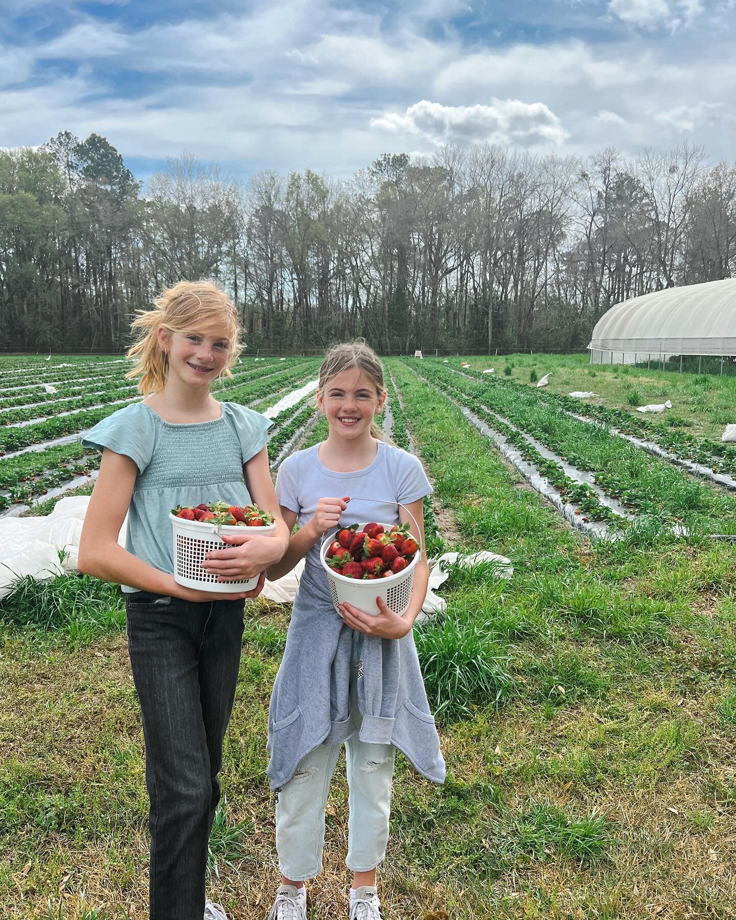 A few weeks ago we went to an organic strawberry farm called Wabi Sabi. We had a wonderful conversation with the owners and learned all about what Wabi Sabi meant. 

Wabi Sabi, which is a Japanese term, means to see beauty in imperfection. Everything