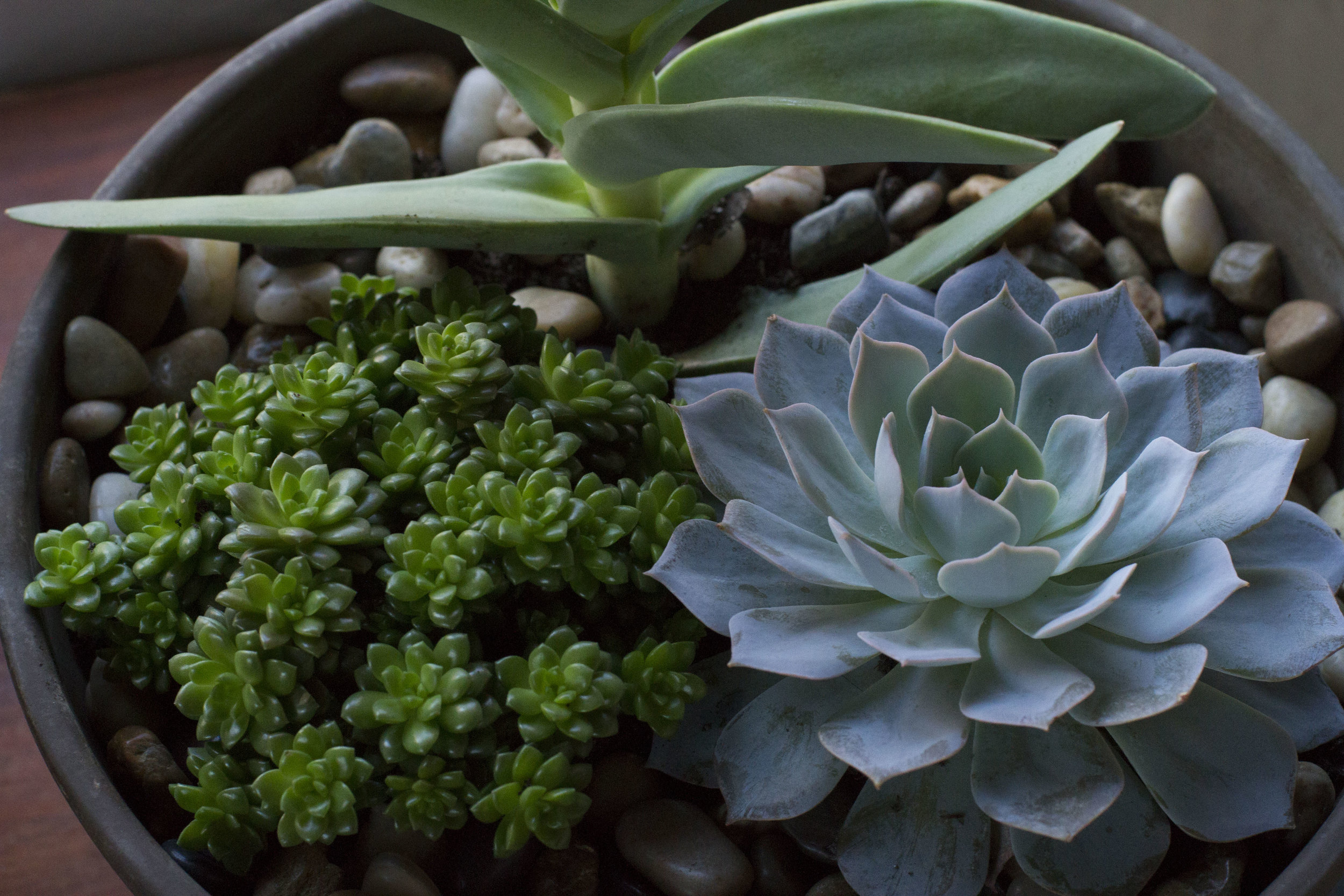 succulent garden.JPG