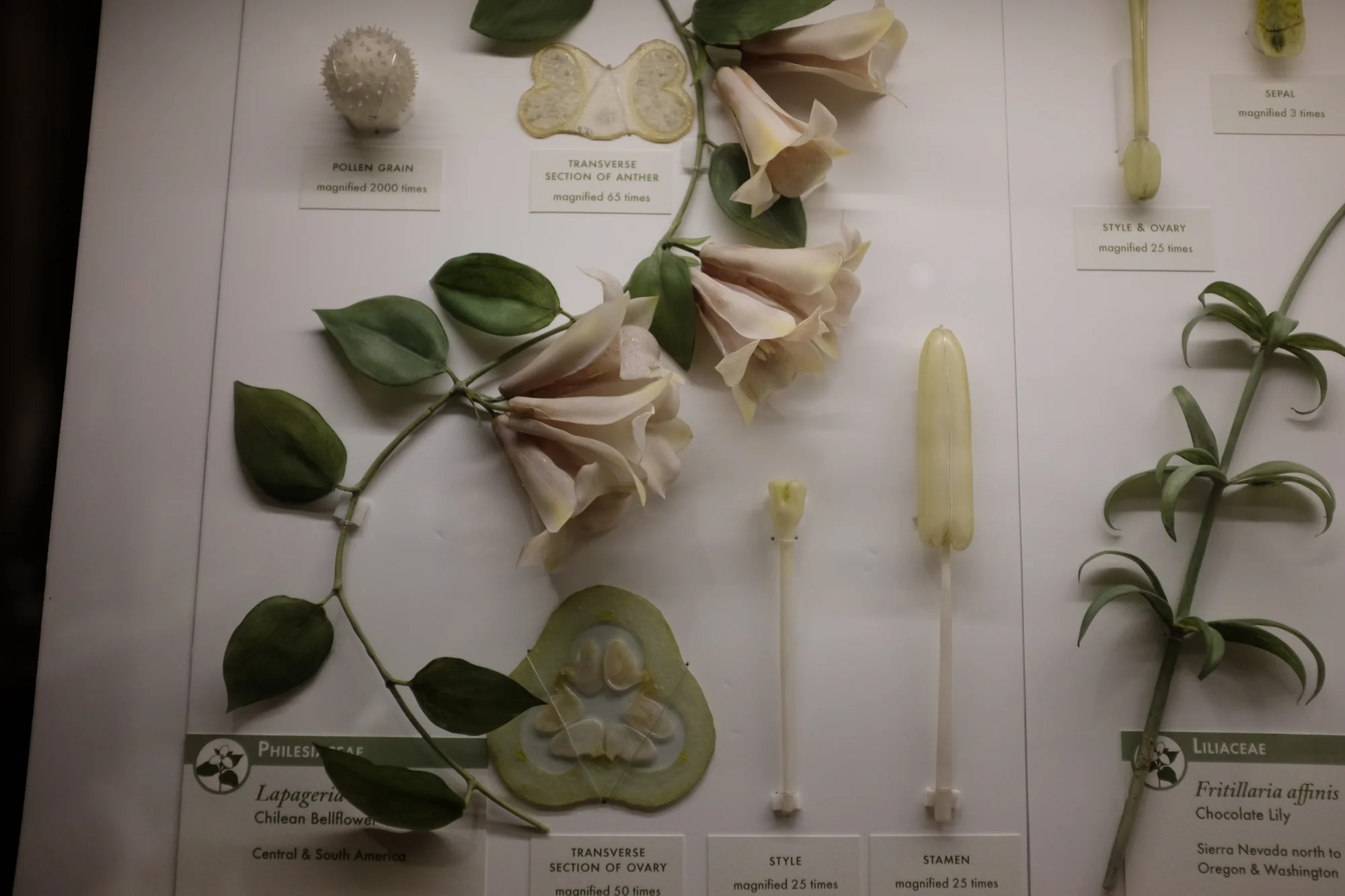 gf dreamy floral.jpg