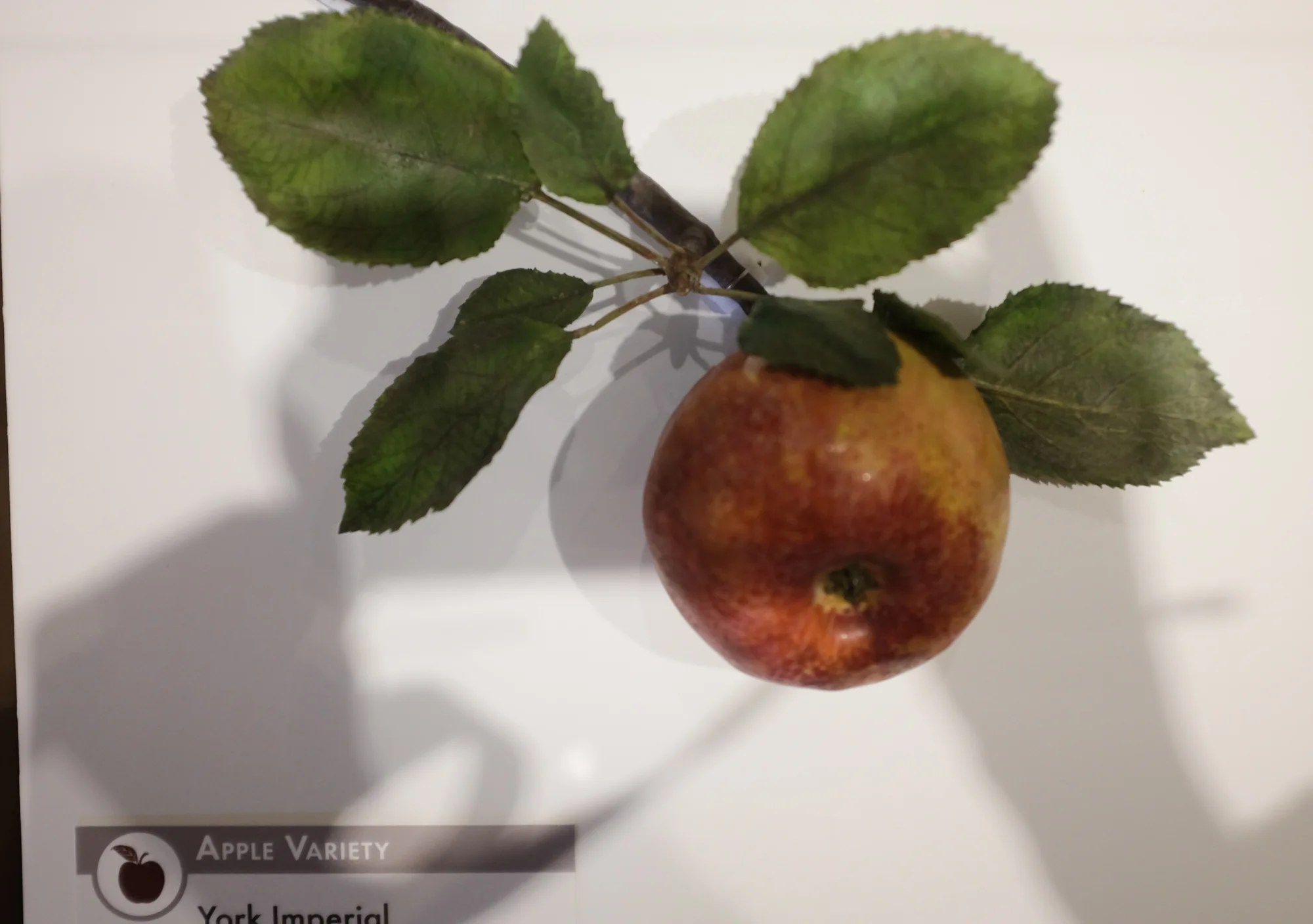 gf york apple.jpg