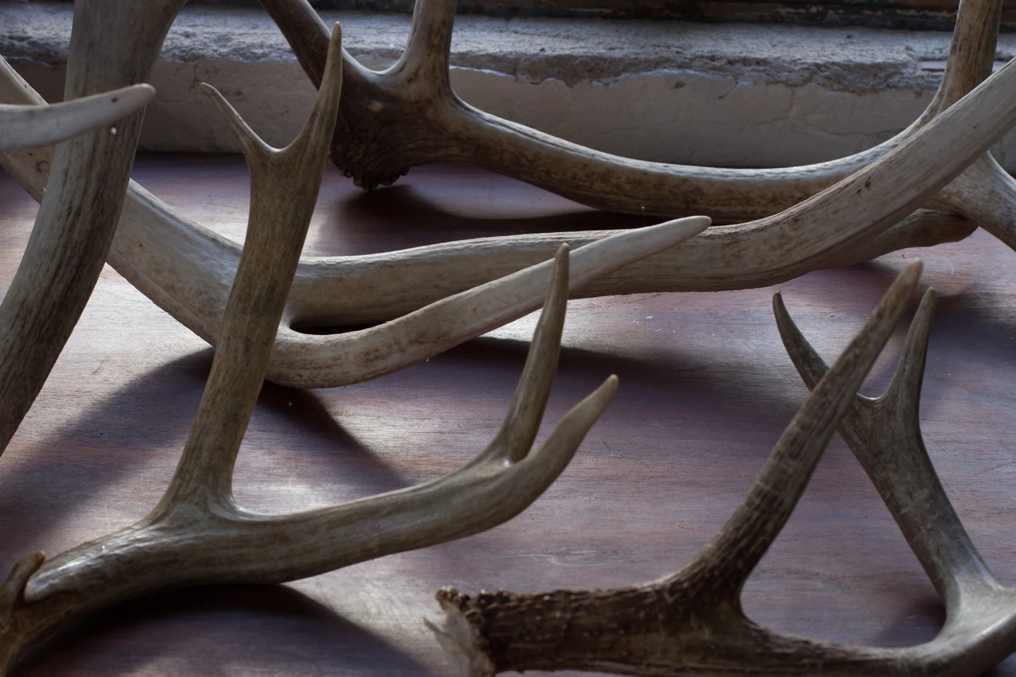 antlers on table (1 of 1).jpg