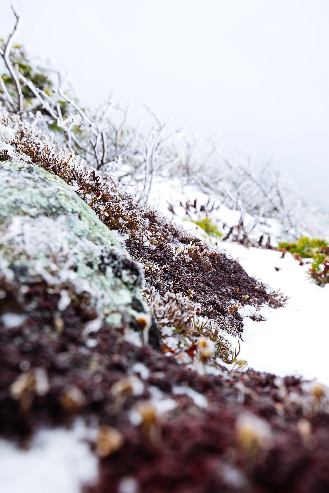 Alpine Flora