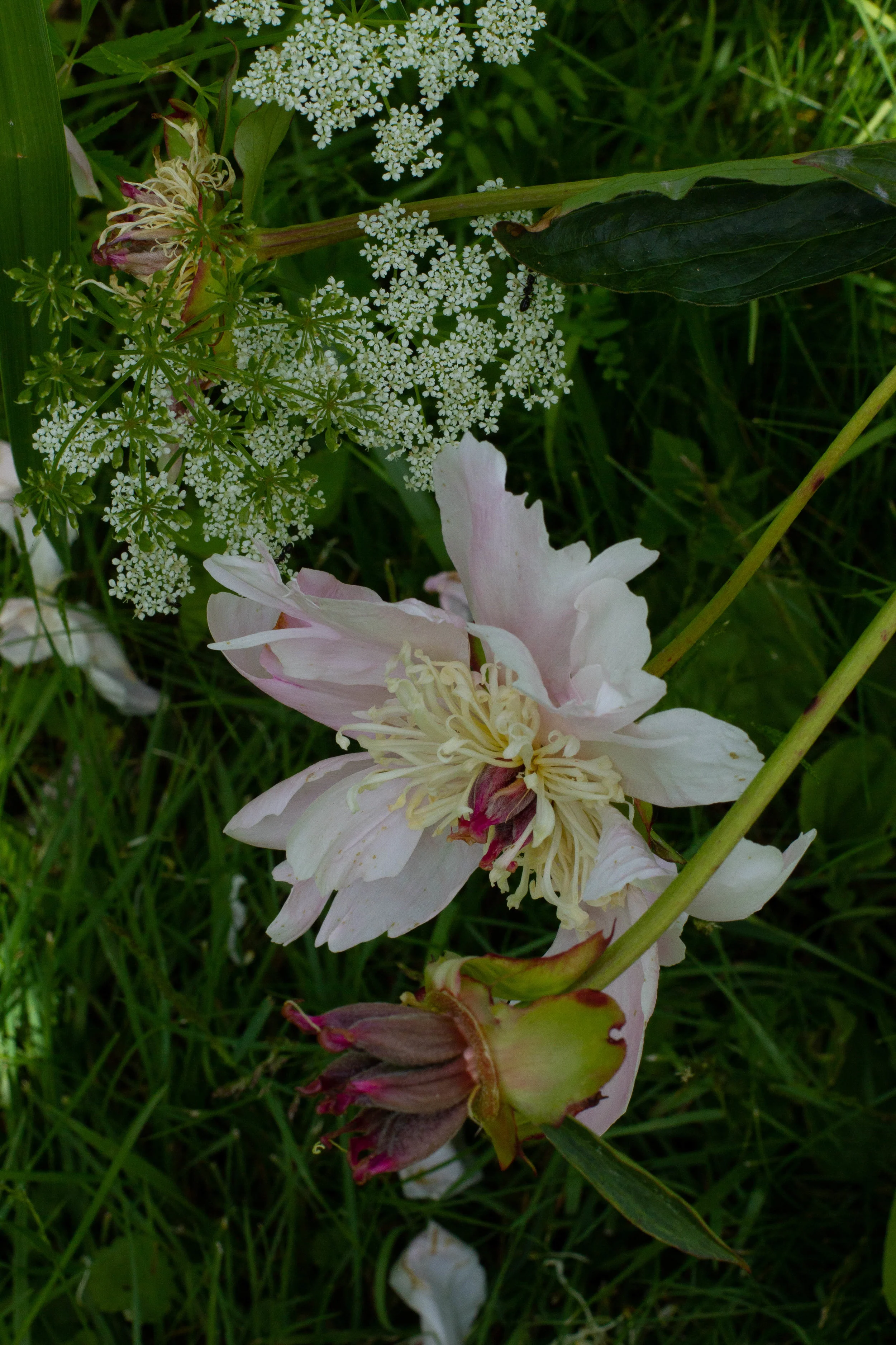 hogweed and peony.jpg