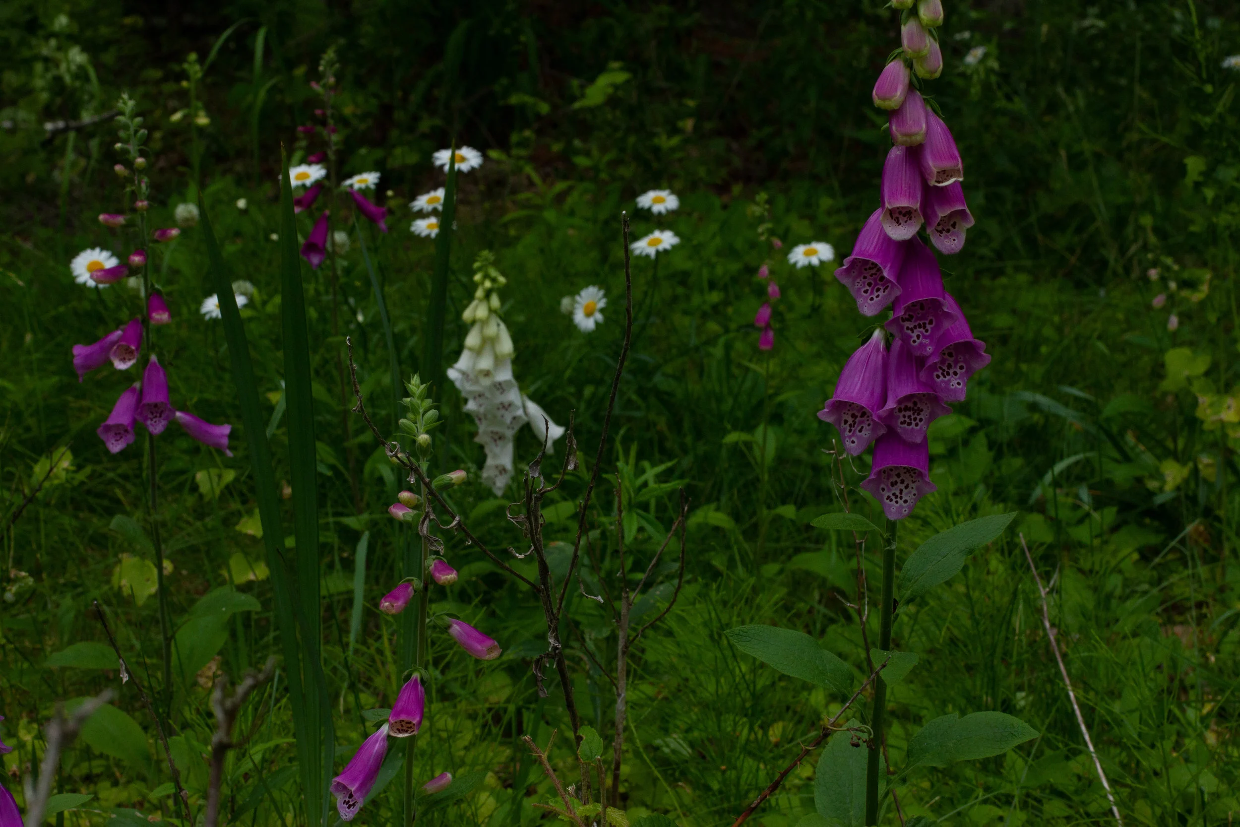 pagoda foxglove.jpg