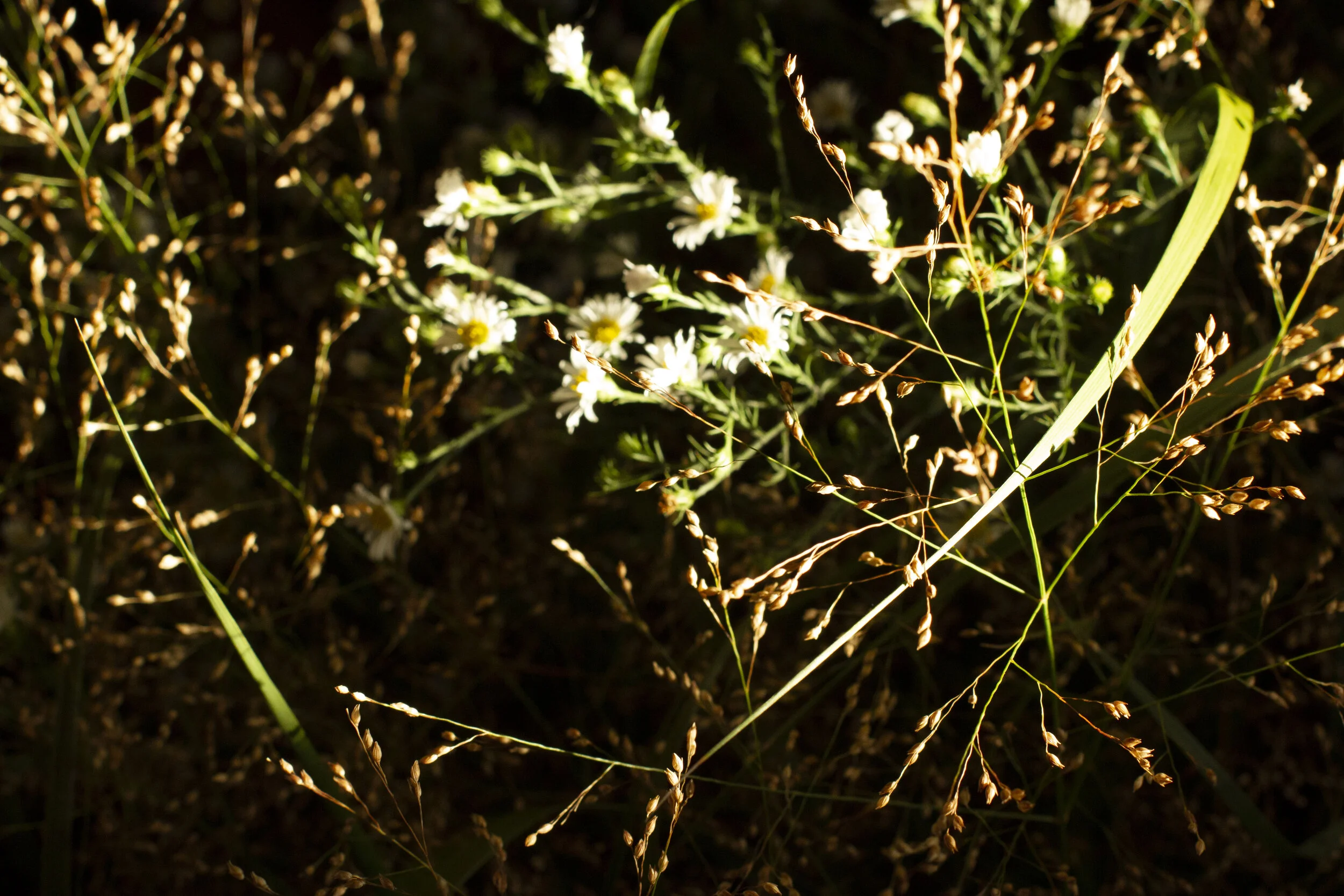 foraged greens.jpg