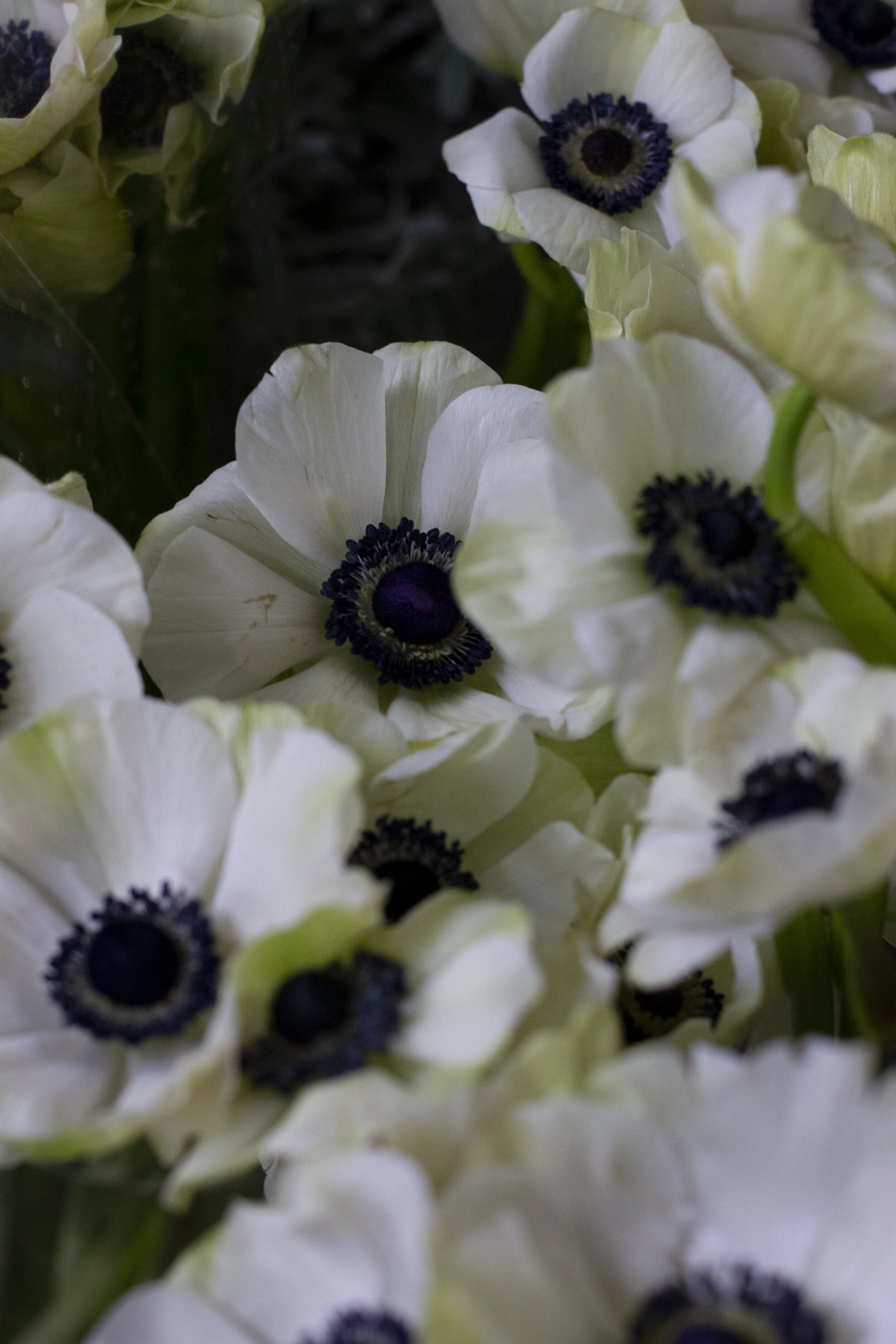 in praise of the anemone