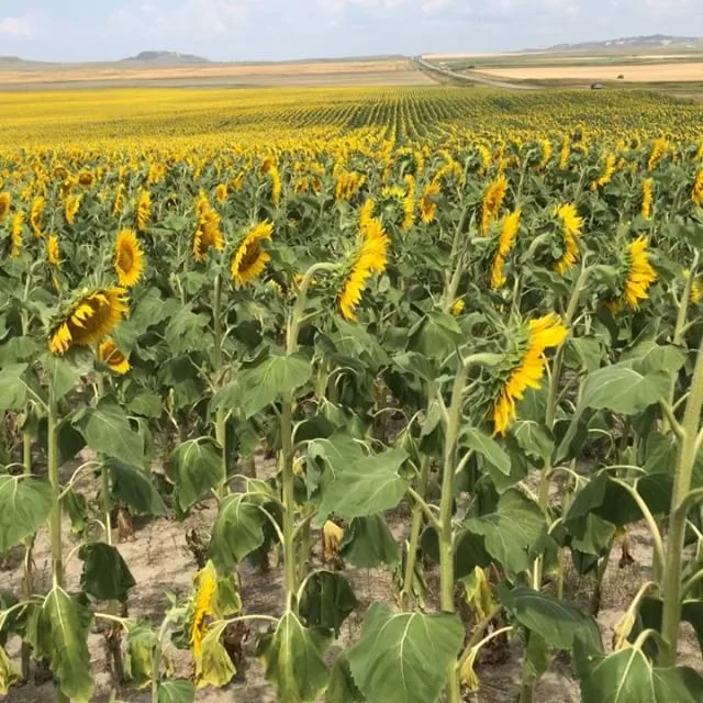 14/50: NORTH DAKOTA. There&rsquo;s not much there, but if you take 85 South you&rsquo;ll hit an endless expanse of sunflower fields that&rsquo;ll blow your mind 🌻🌻🌻🌻🌻🌻🌻 #RoadTrip #roadtripping #roadtrippers #northdakota #northdakotalife #north