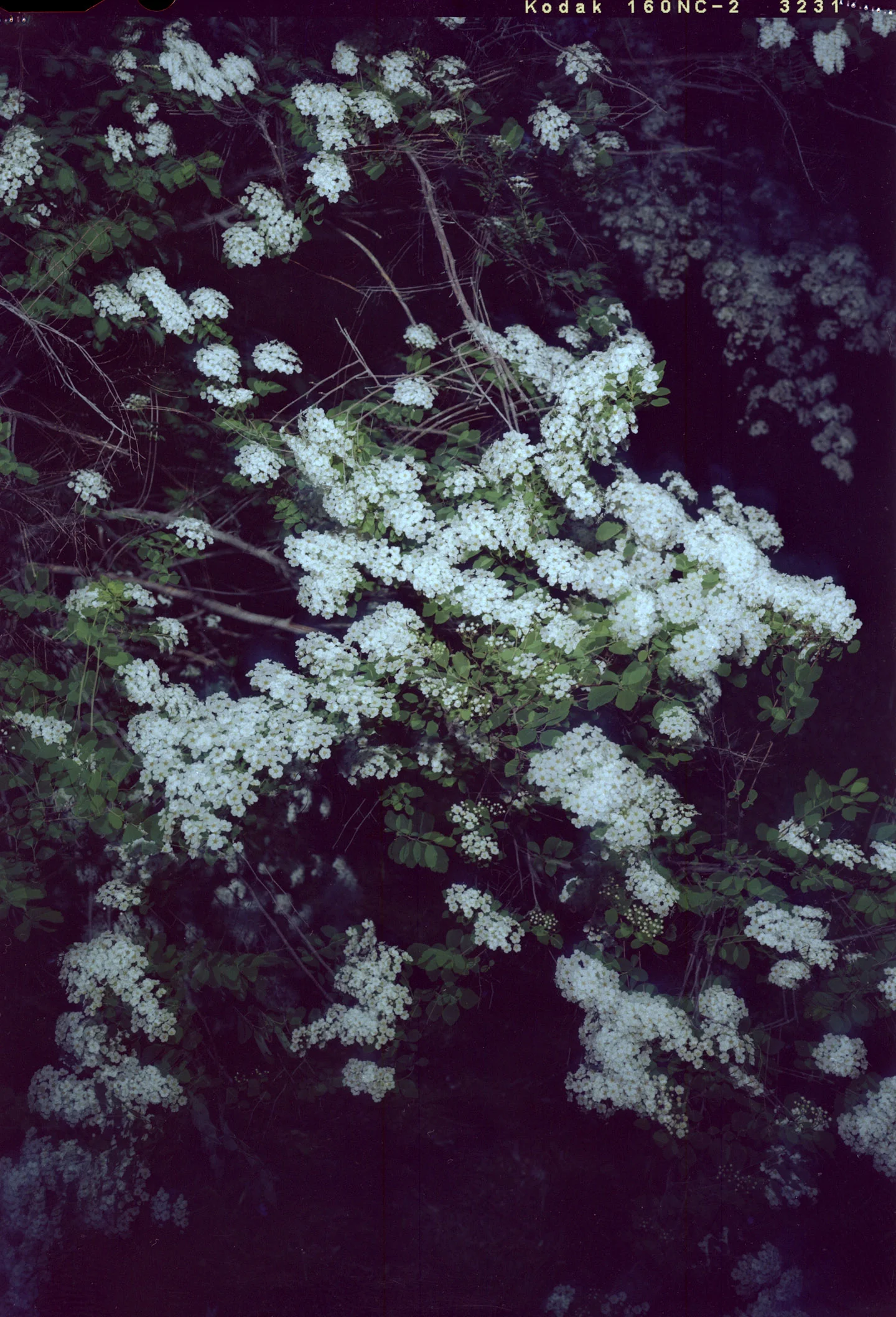 flowerflash.jpg