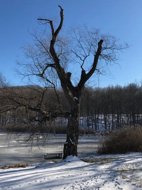 Women, Trees and Collaborative Leadership