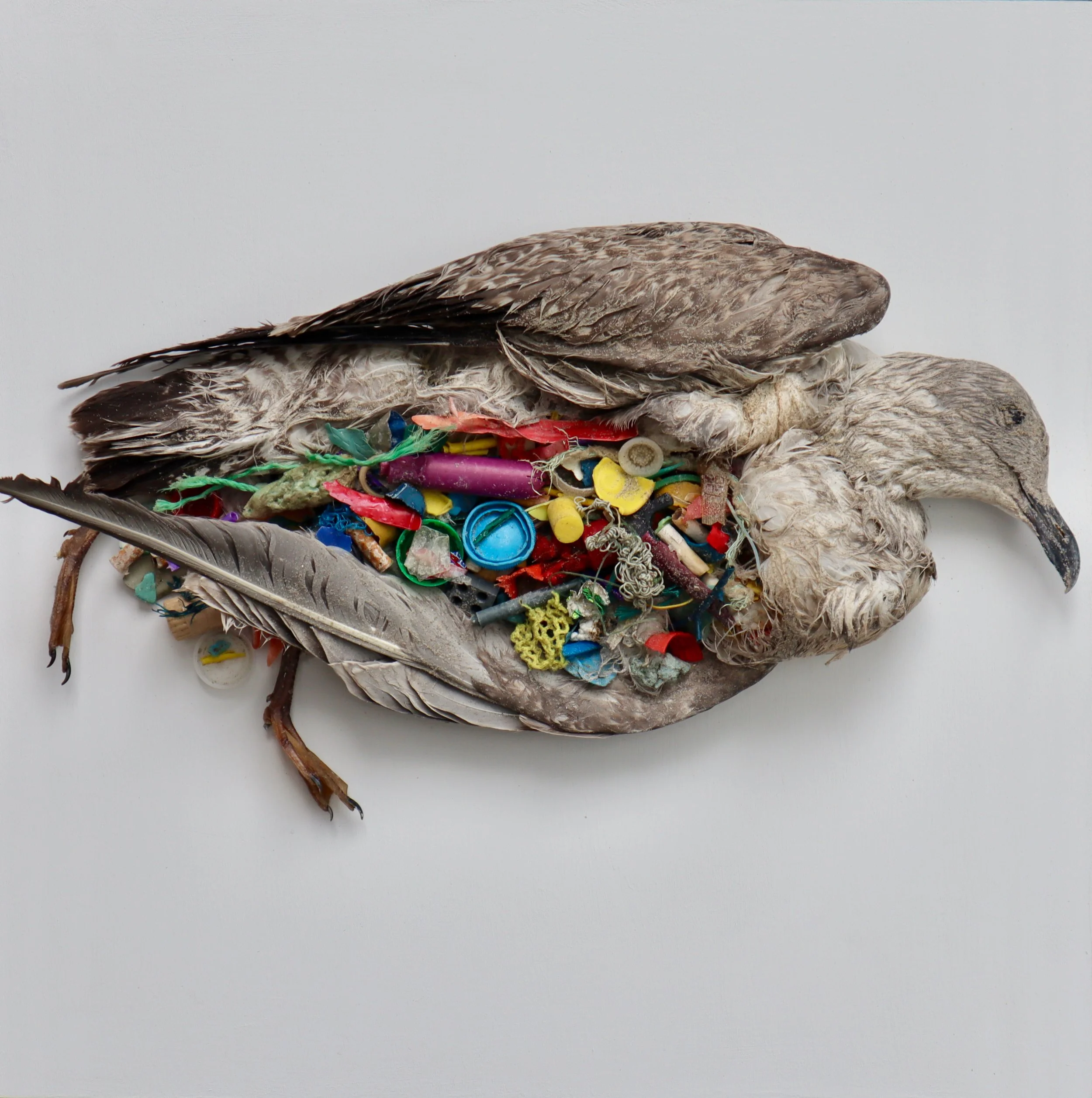 Rights of Nature Zoom Reception 