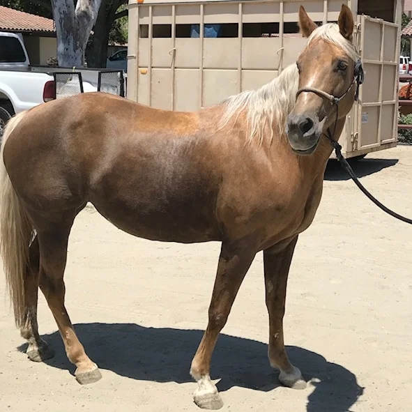 Goldrush on the day she was discharged to return home.
