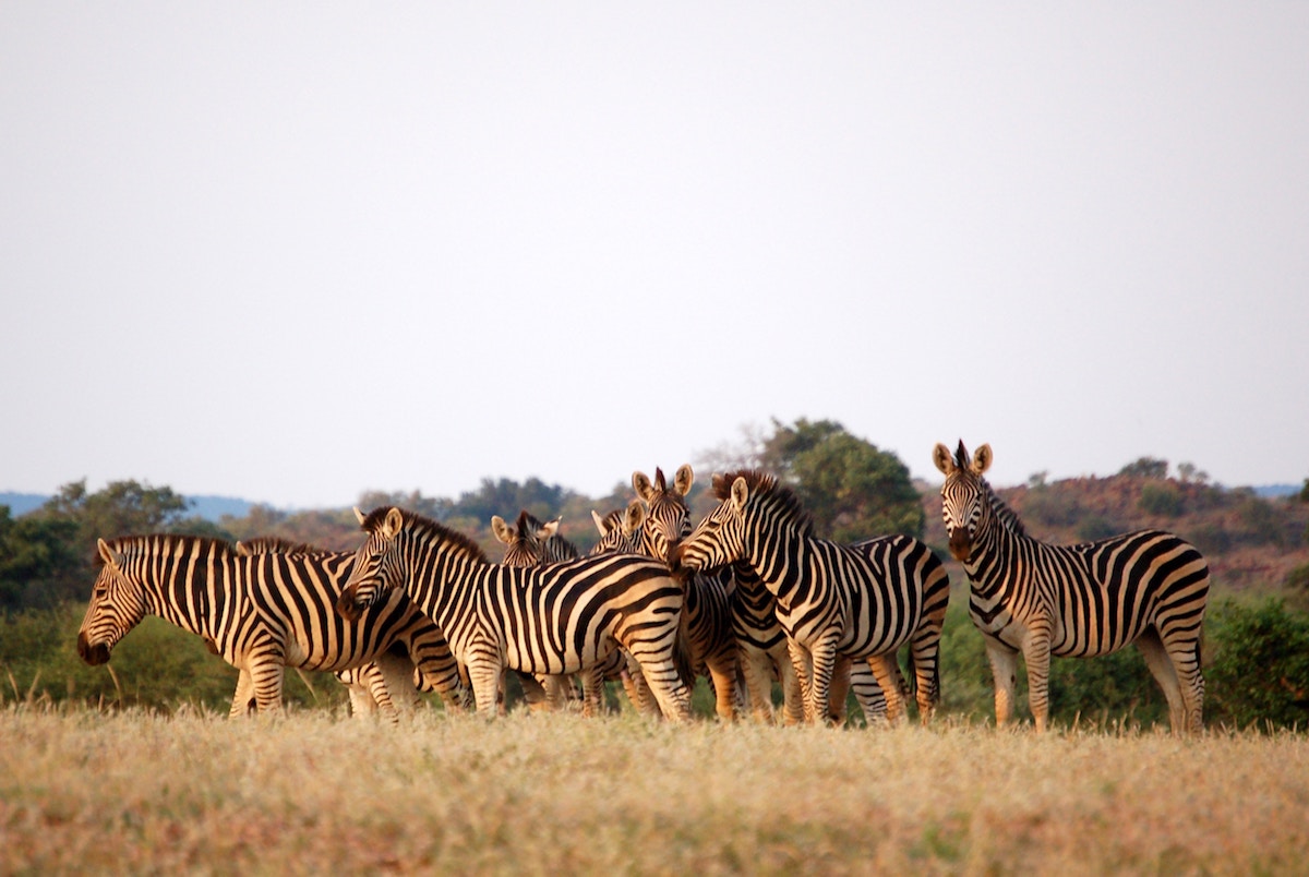 Zebras South Africa.jpg