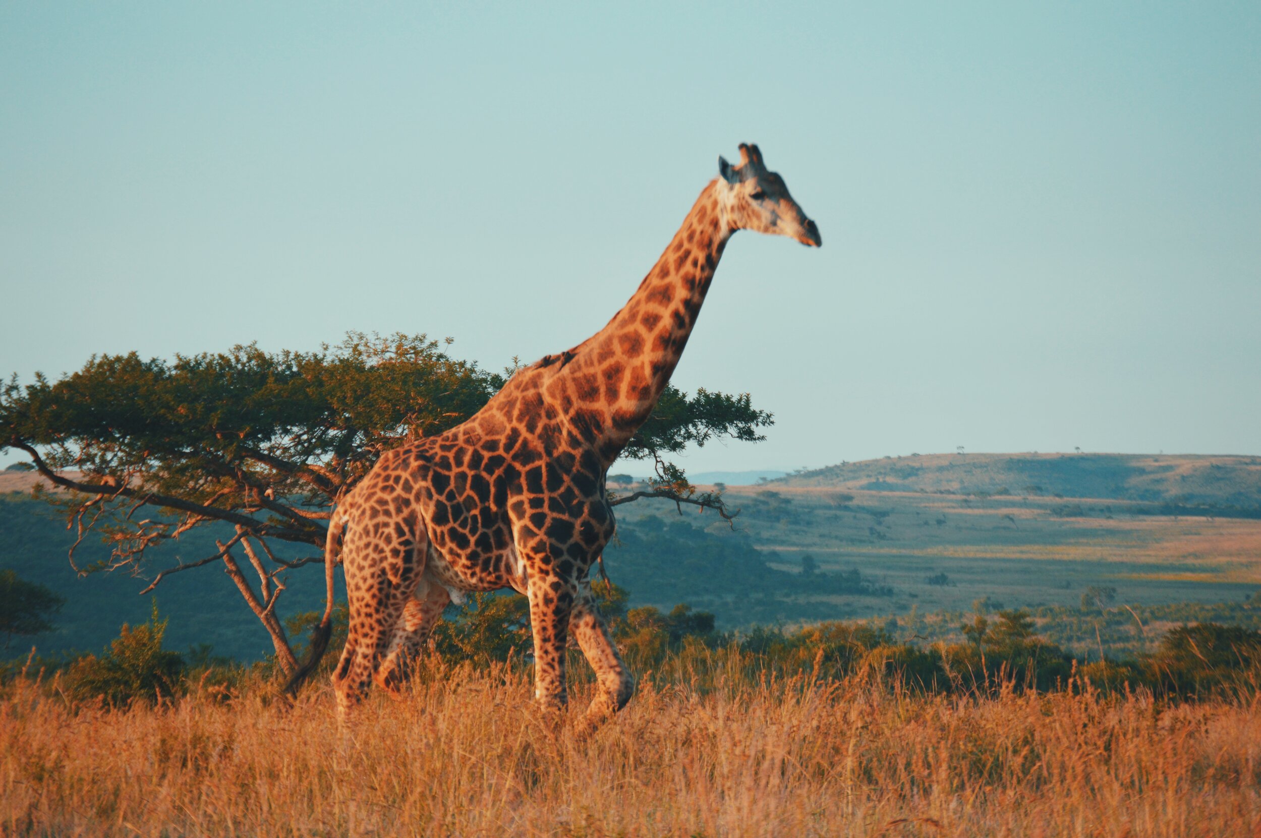 South Africa