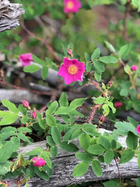 pinkflower.jpg