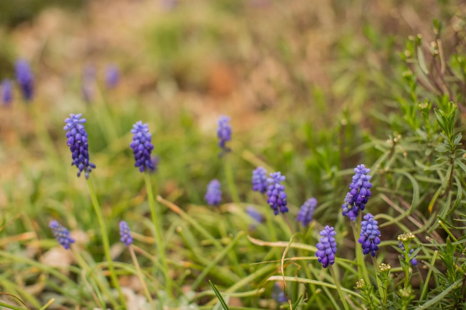 Flowerbackground.jpg