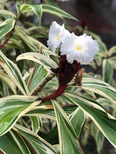 Panamaflower.jpg