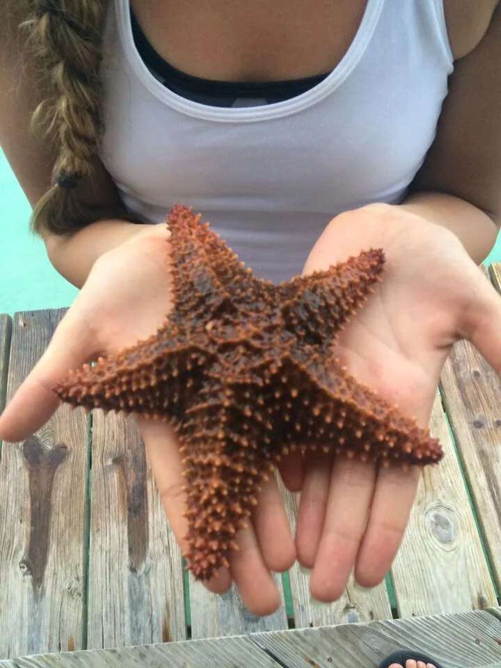 starfish.jpg
