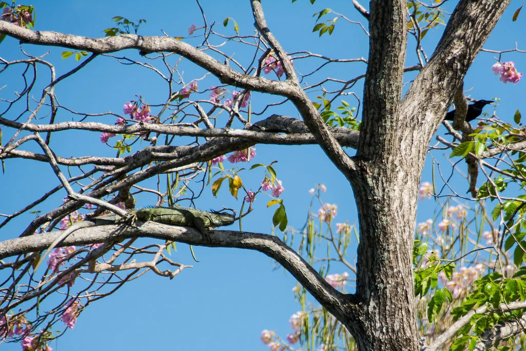 treebelize.jpg
