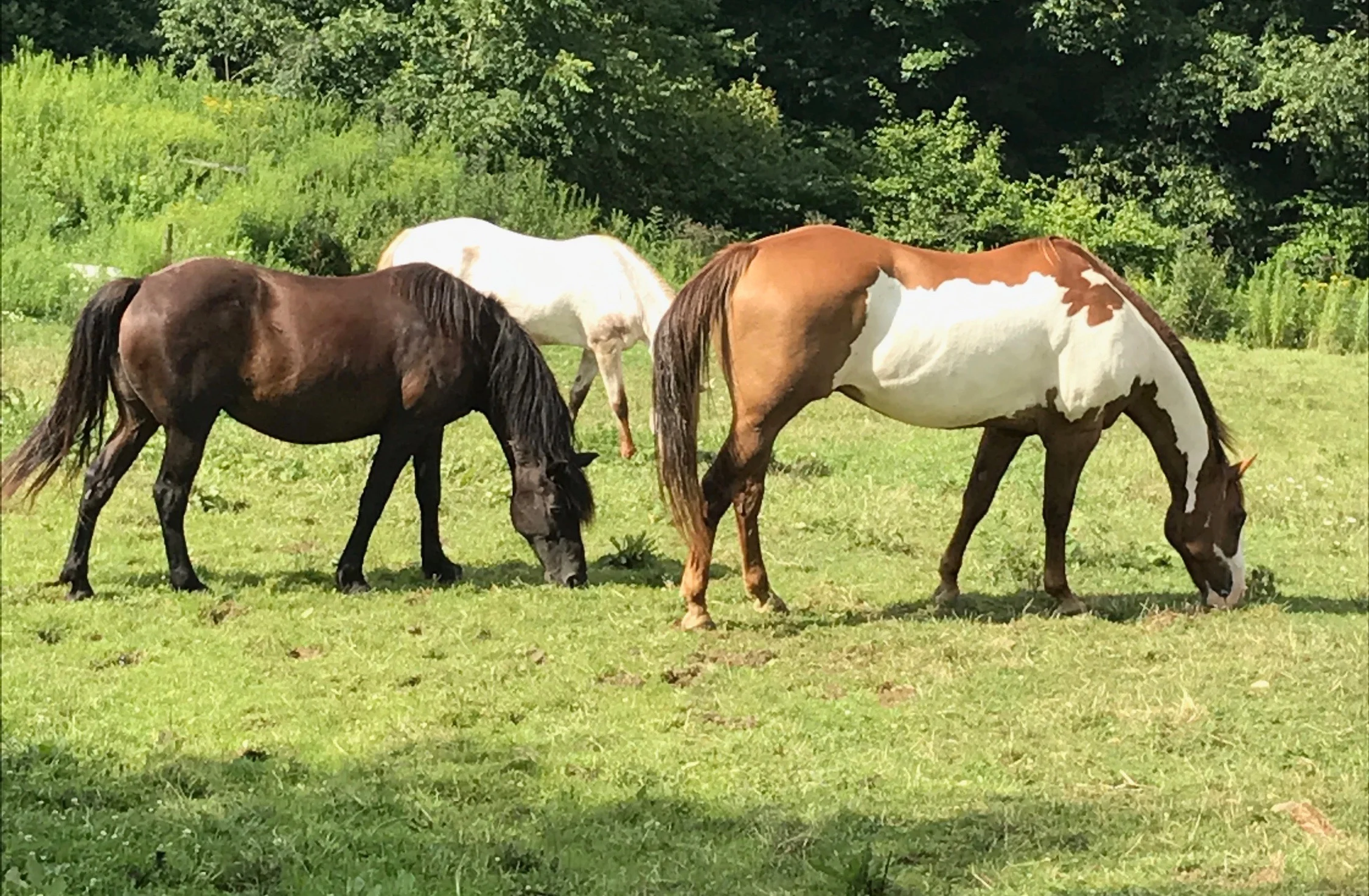The Difference Between Therapeutic Riding and Hippotherapy