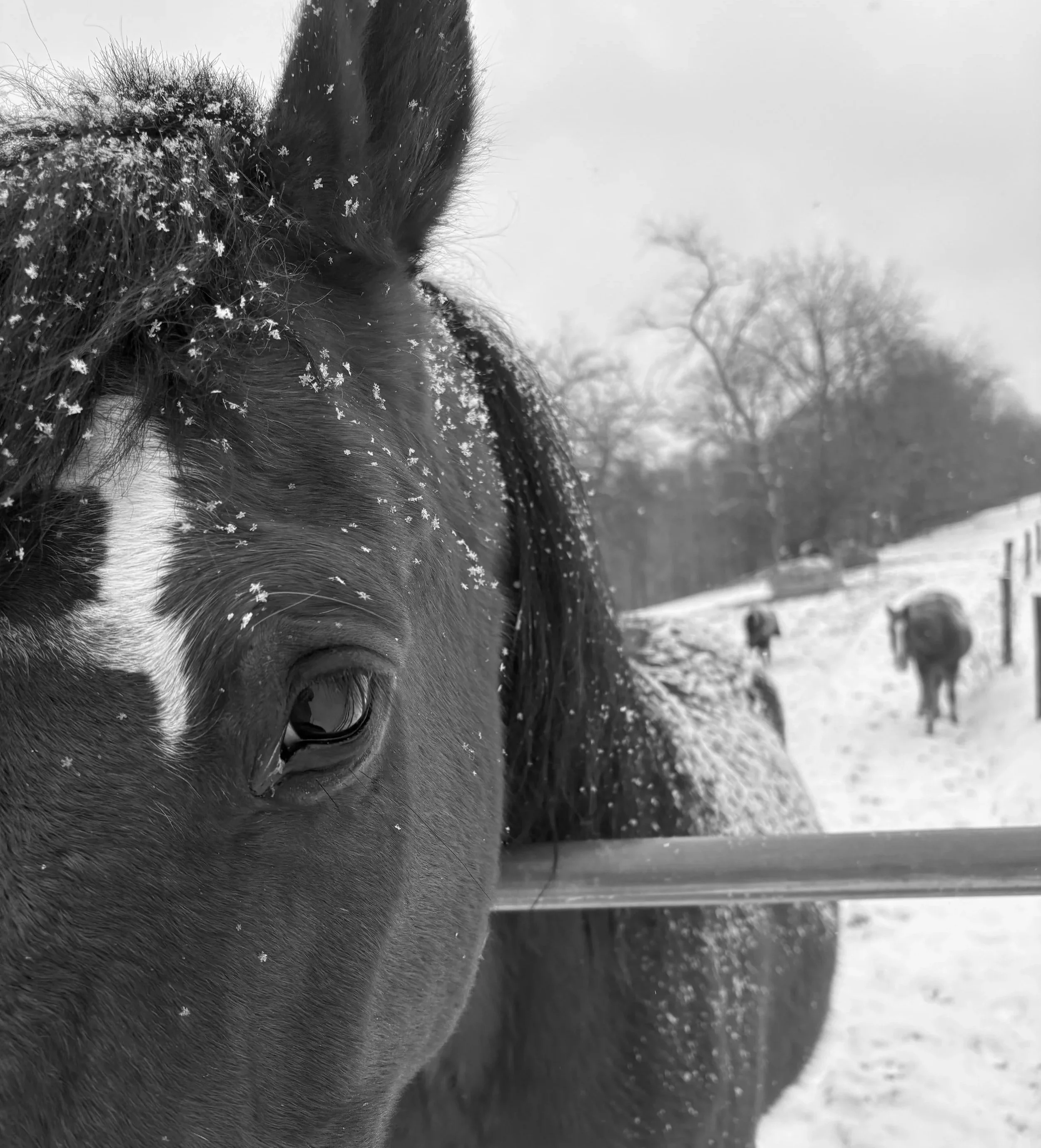 Hilltop at Home: January Edition