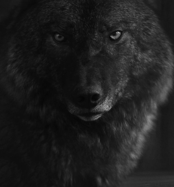 wolf.jpg