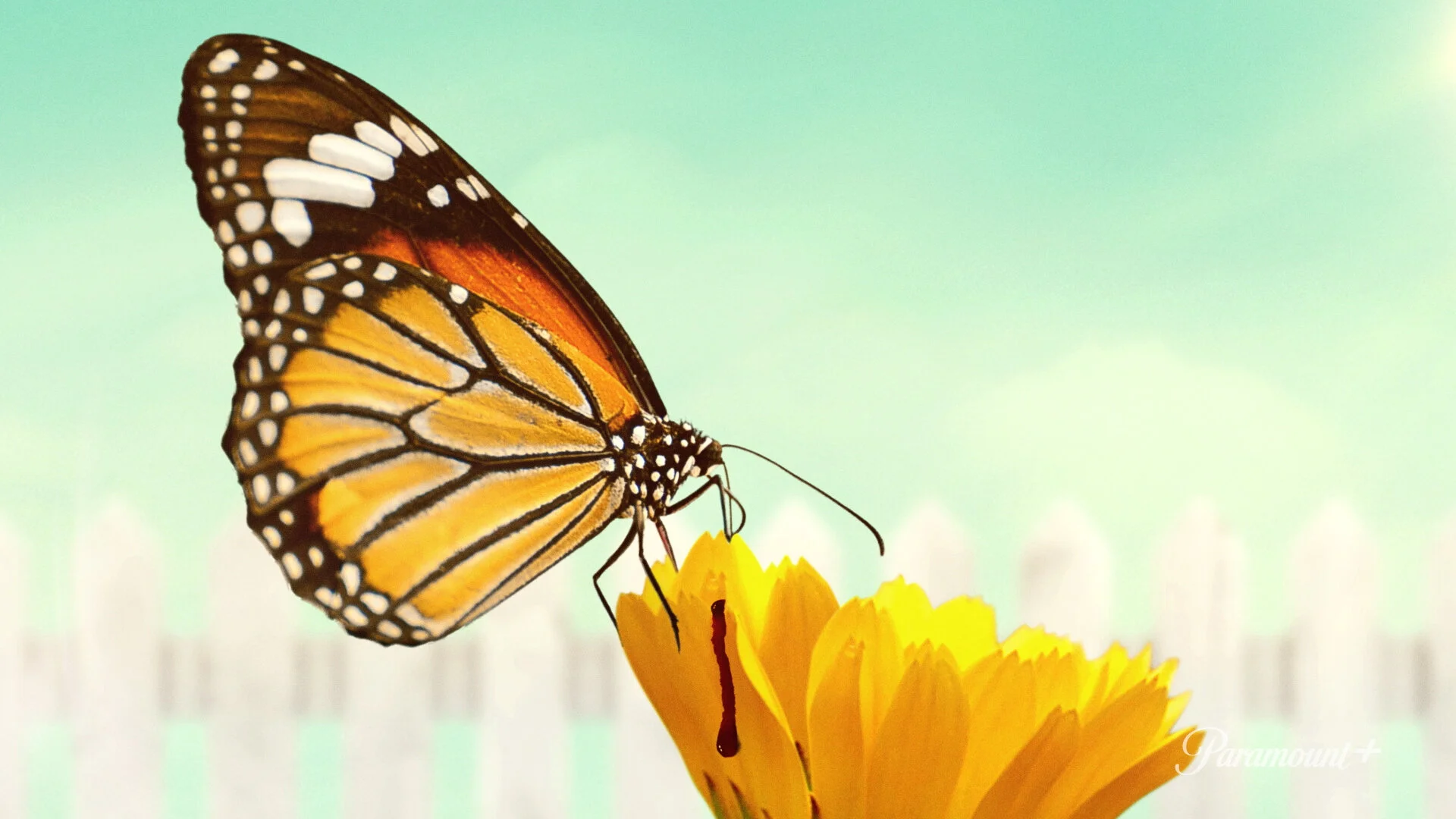 Why Women Kill S2 Tease