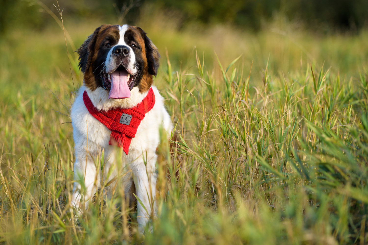 d_c_bella_red_browndog.jpg