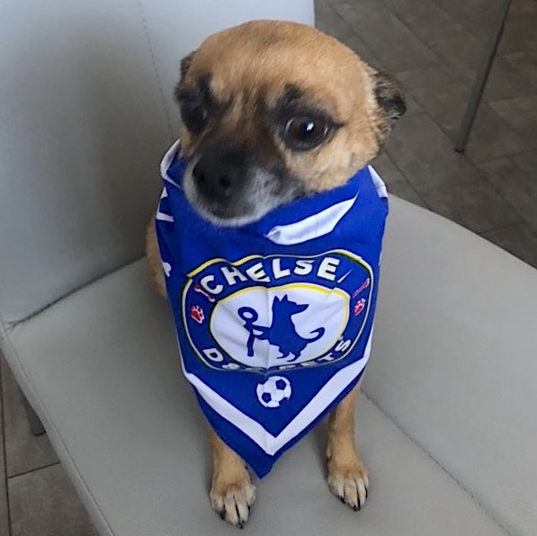 chelsea jersey for dogs