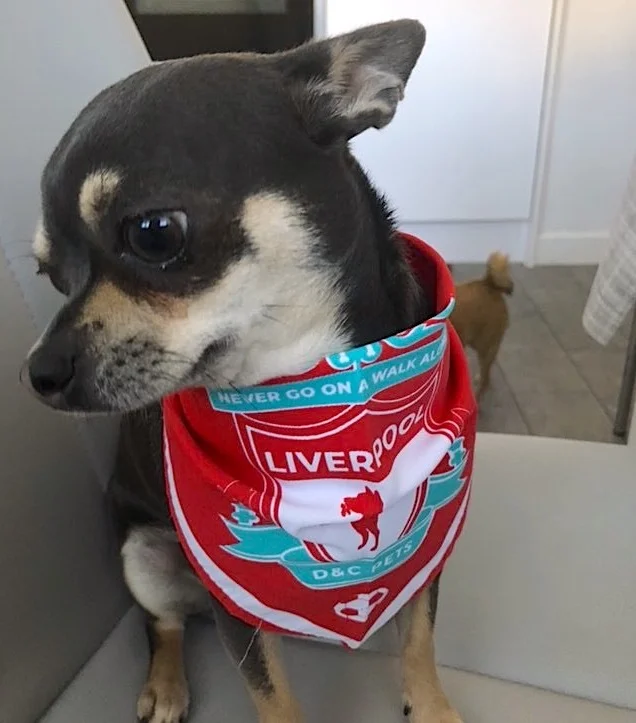 liverpool fc dog bandana