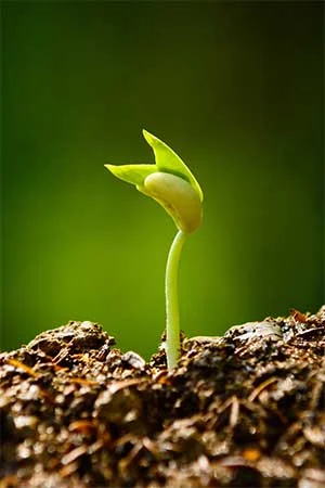 growing-plant.jpg