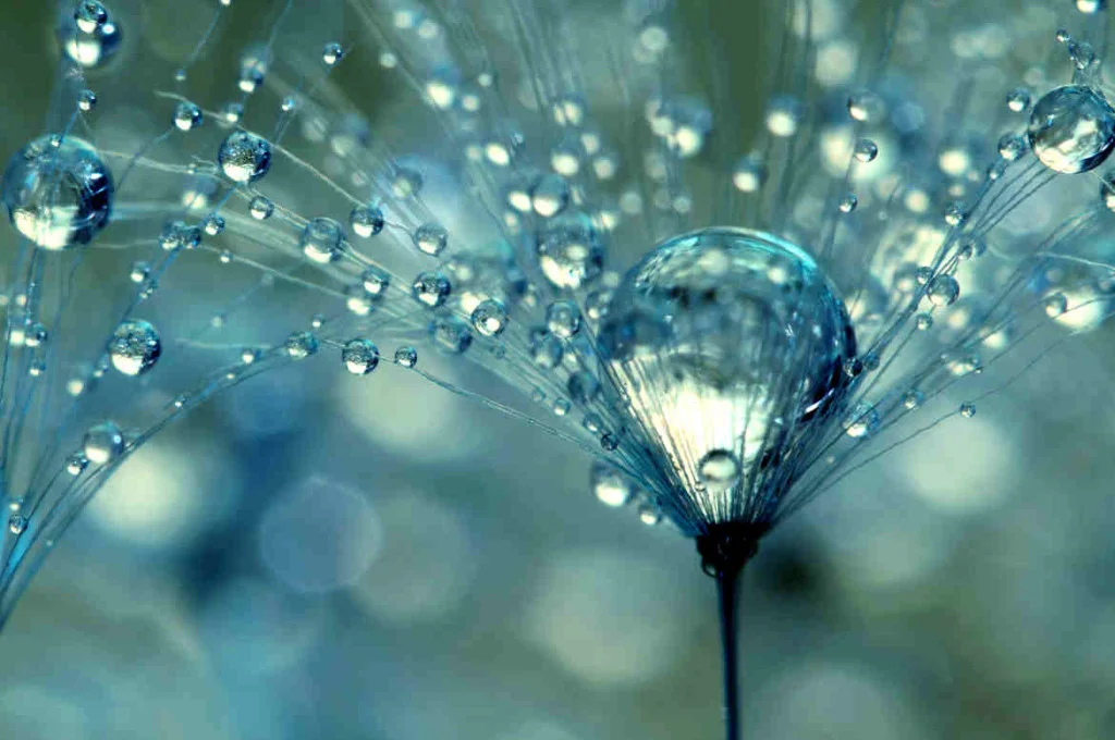 dandelions-with-dew-drops.jpg