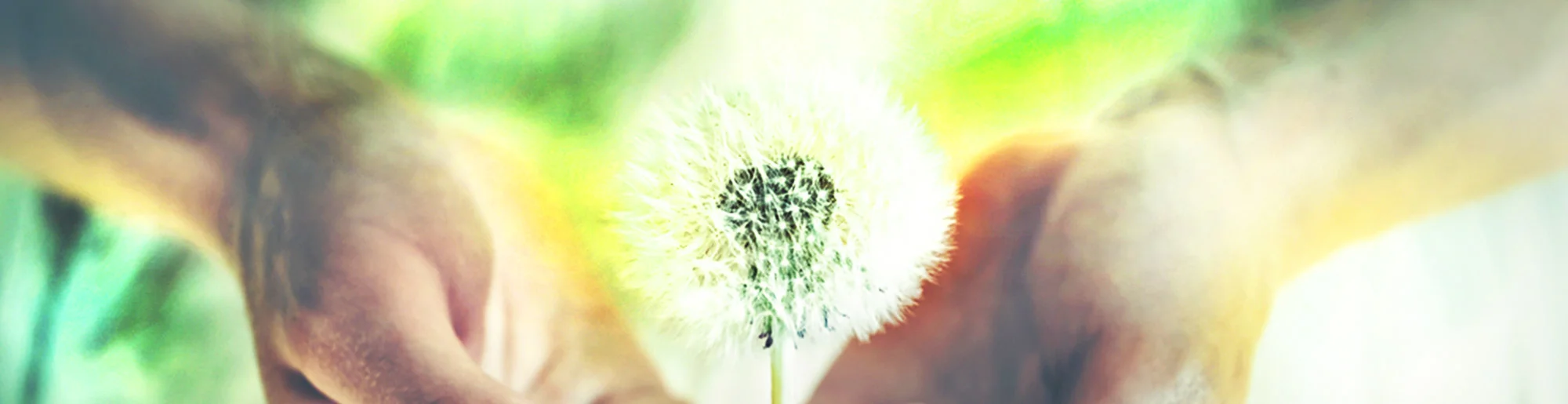 dandelion6.jpg